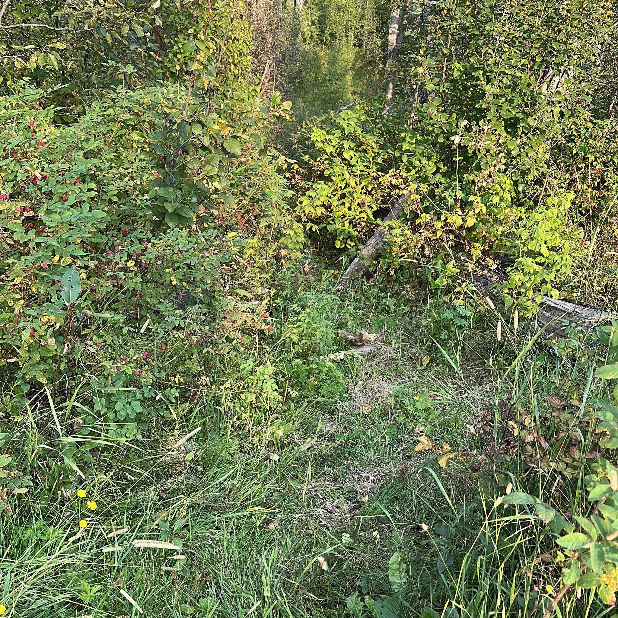 #buildandmaintain is on for Thursday  Sept 4.  Chores include weed whacking on Flying Squirrel and Route 66. 
Meet at Austin&rsquo;s at 6:30 to plan the attack!