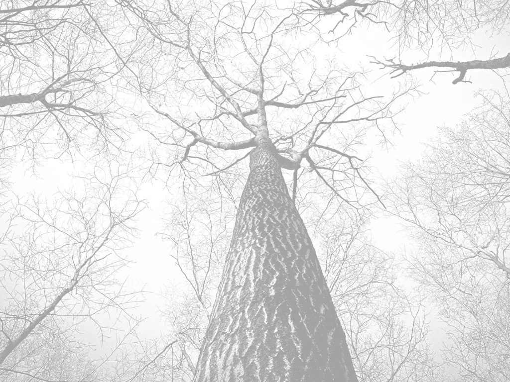 BRAND & BRANCH.jpg