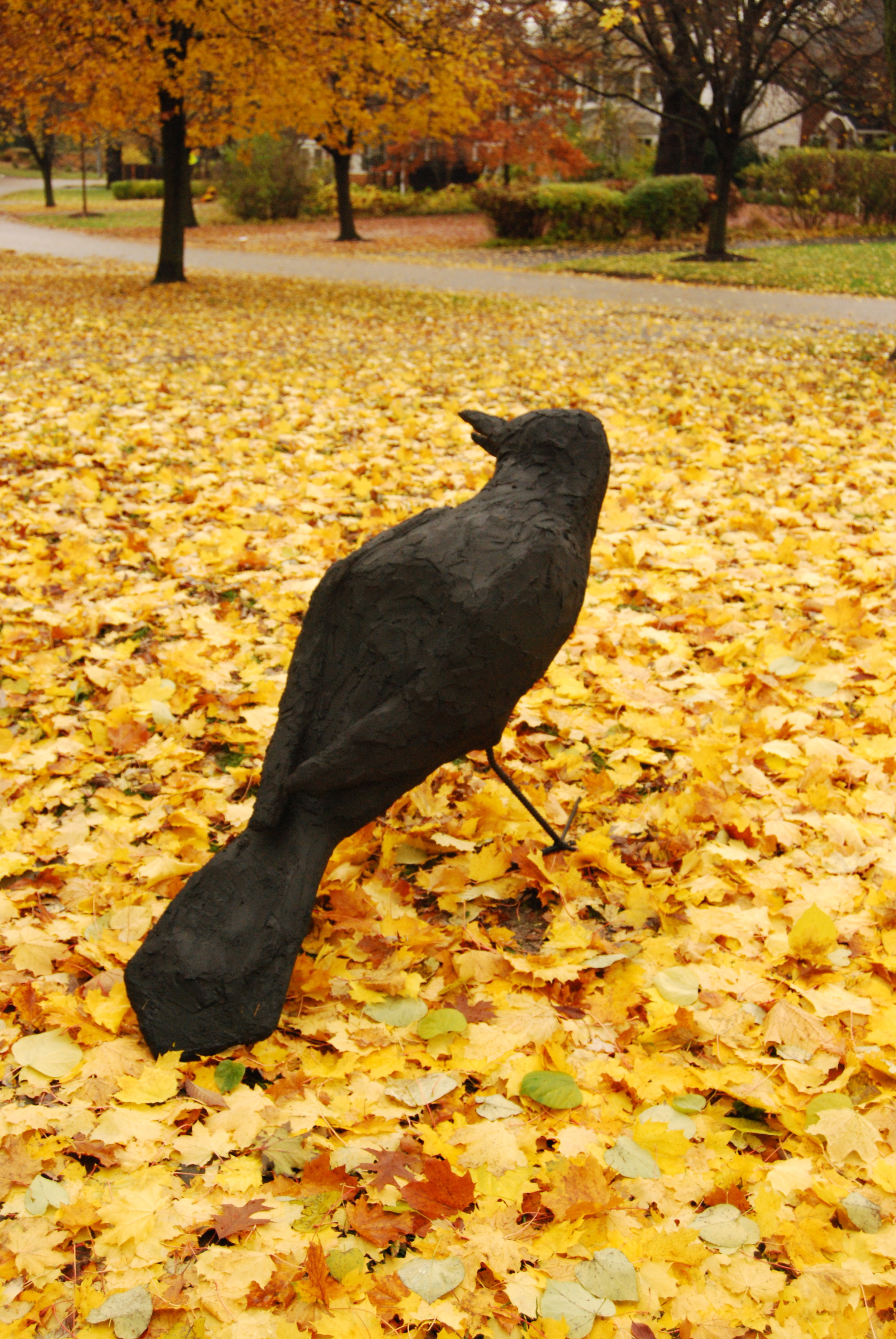 Grackle.jpeg