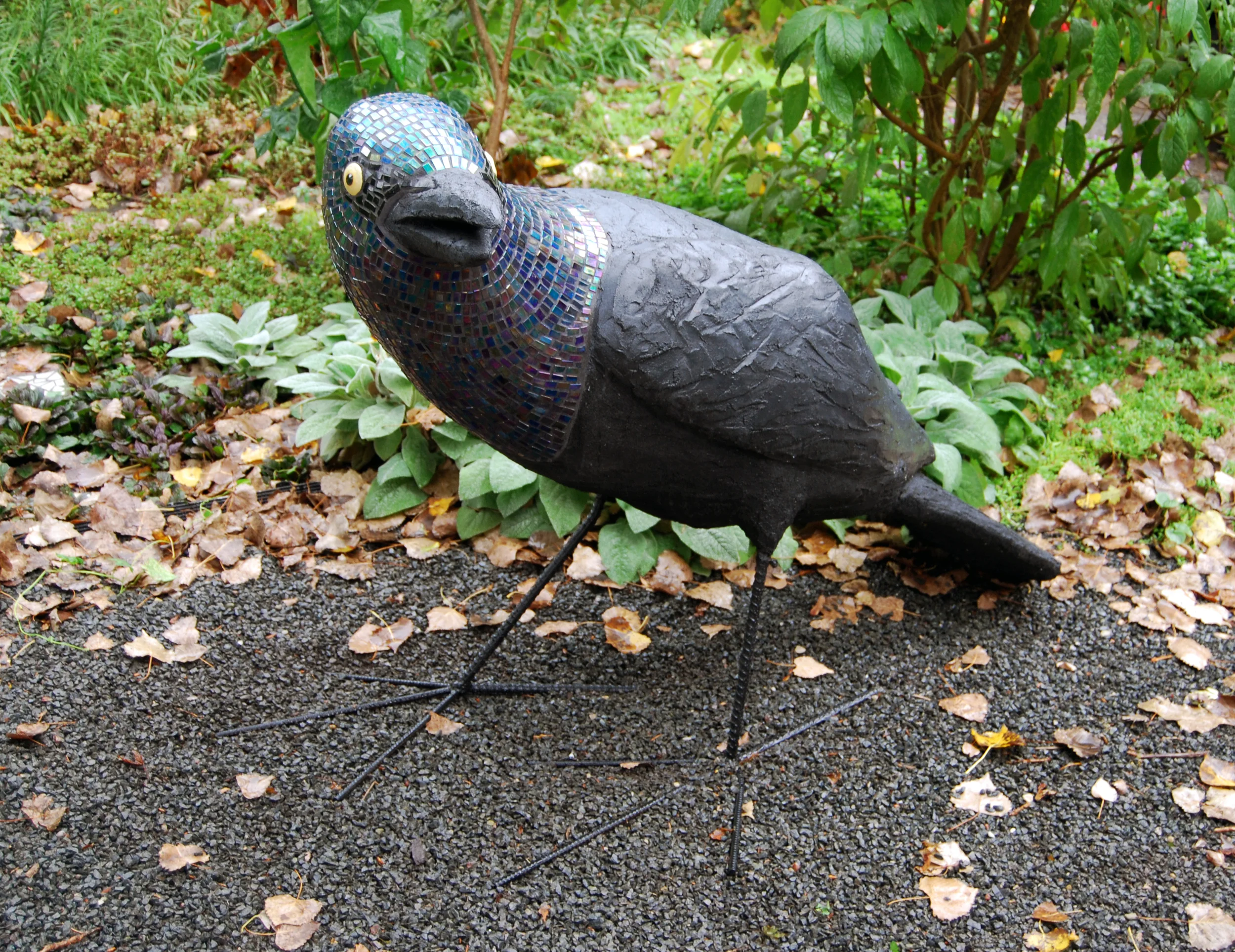 Grackle 1.jpg