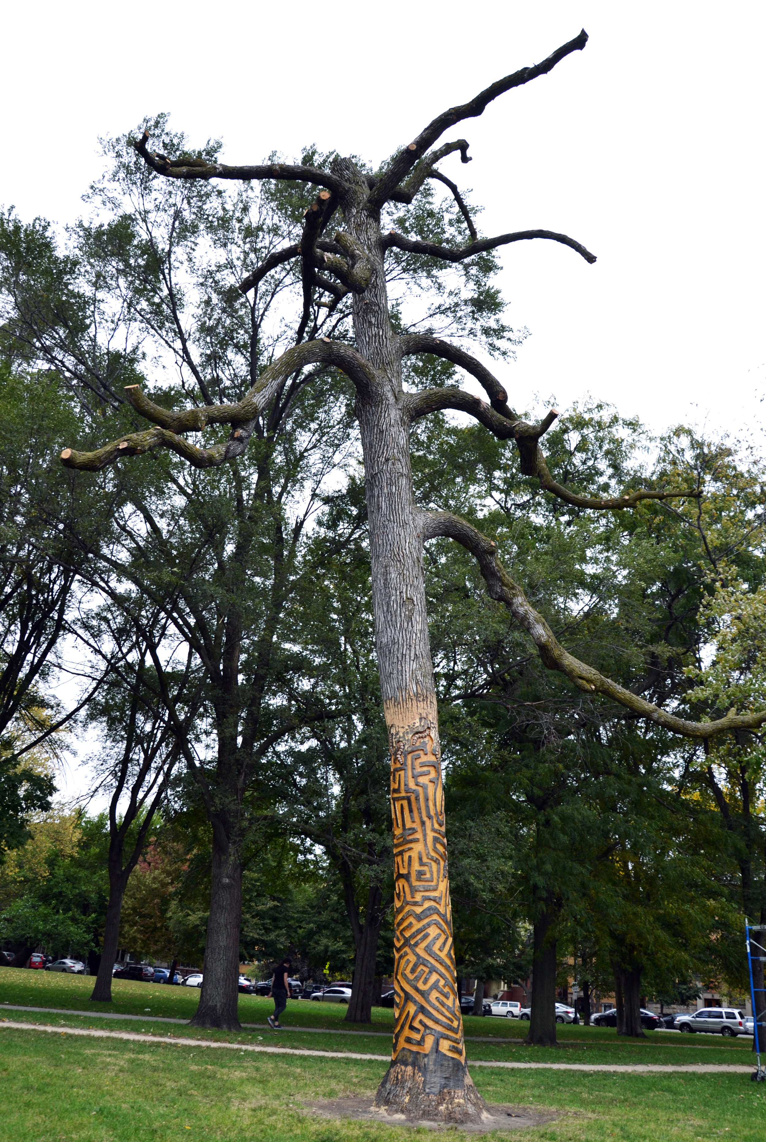 Tree with trees behind.jpg