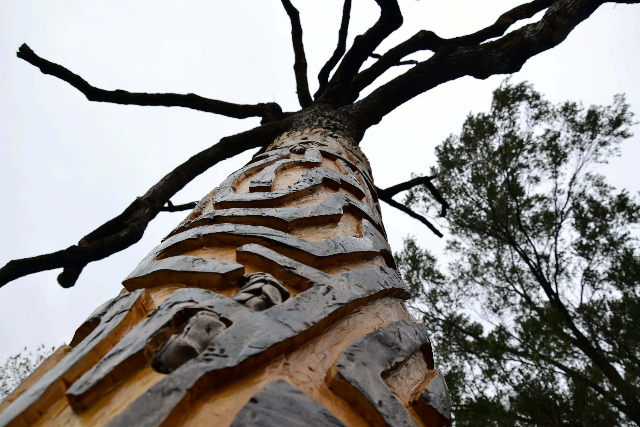 Tree from bottom.jpg