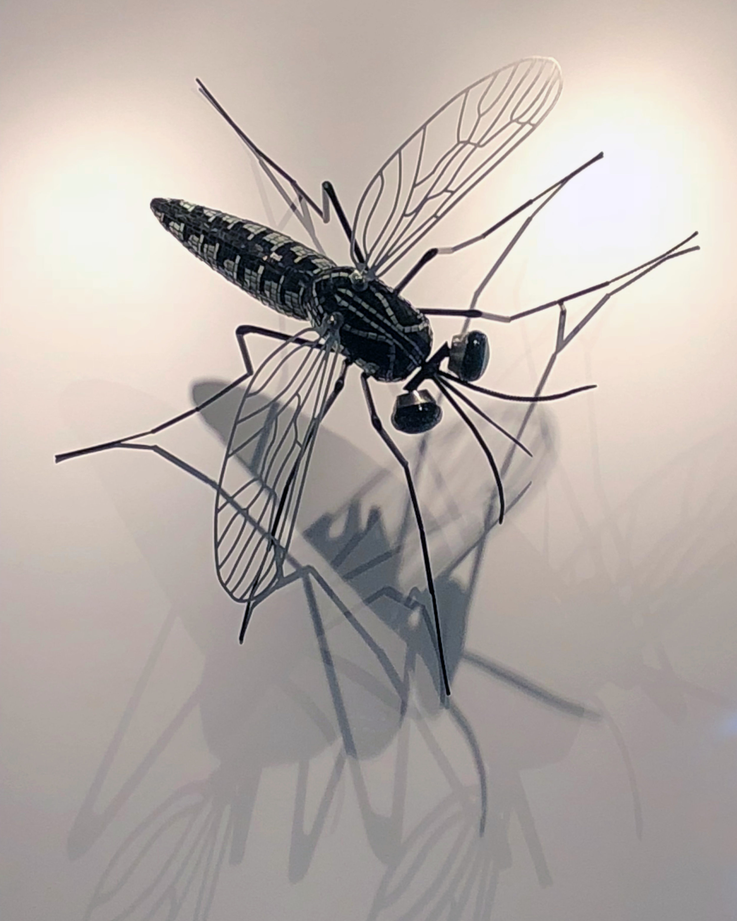 Aeges Aegypti with shadow.jpg