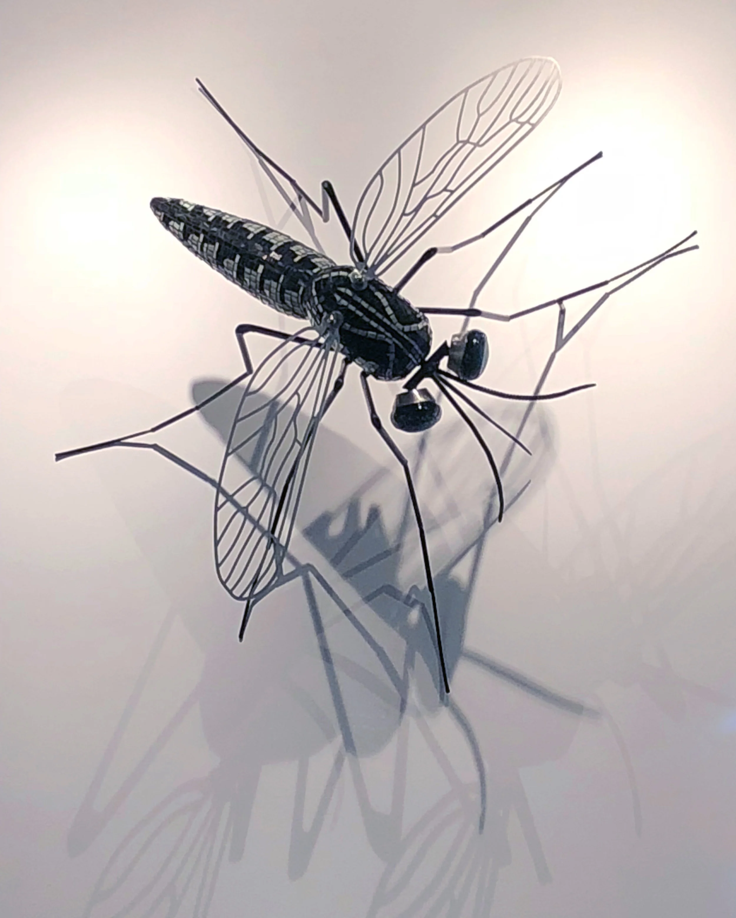 Aeges Aegypti with shadow.jpg