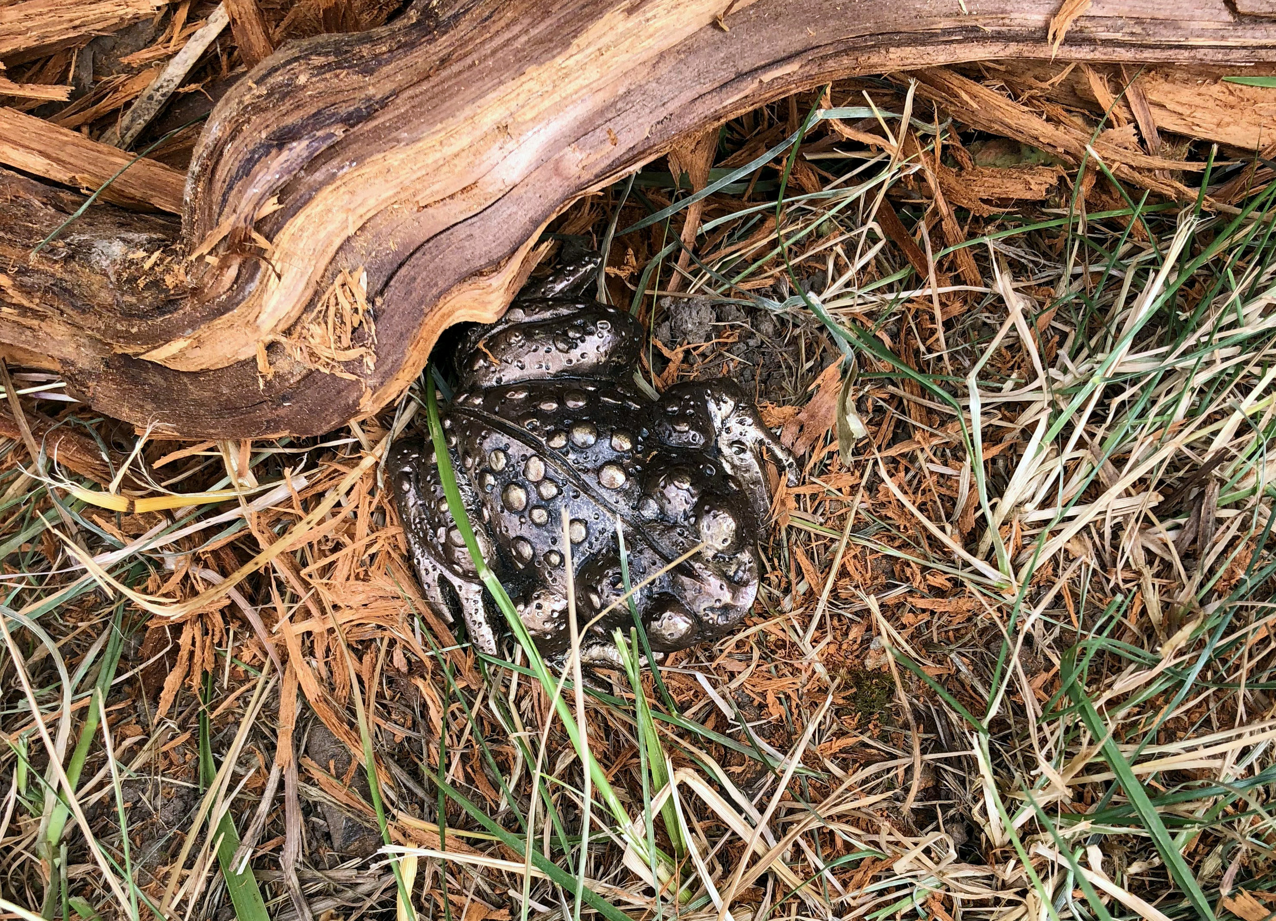 Lakedale Western Toad2.jpg