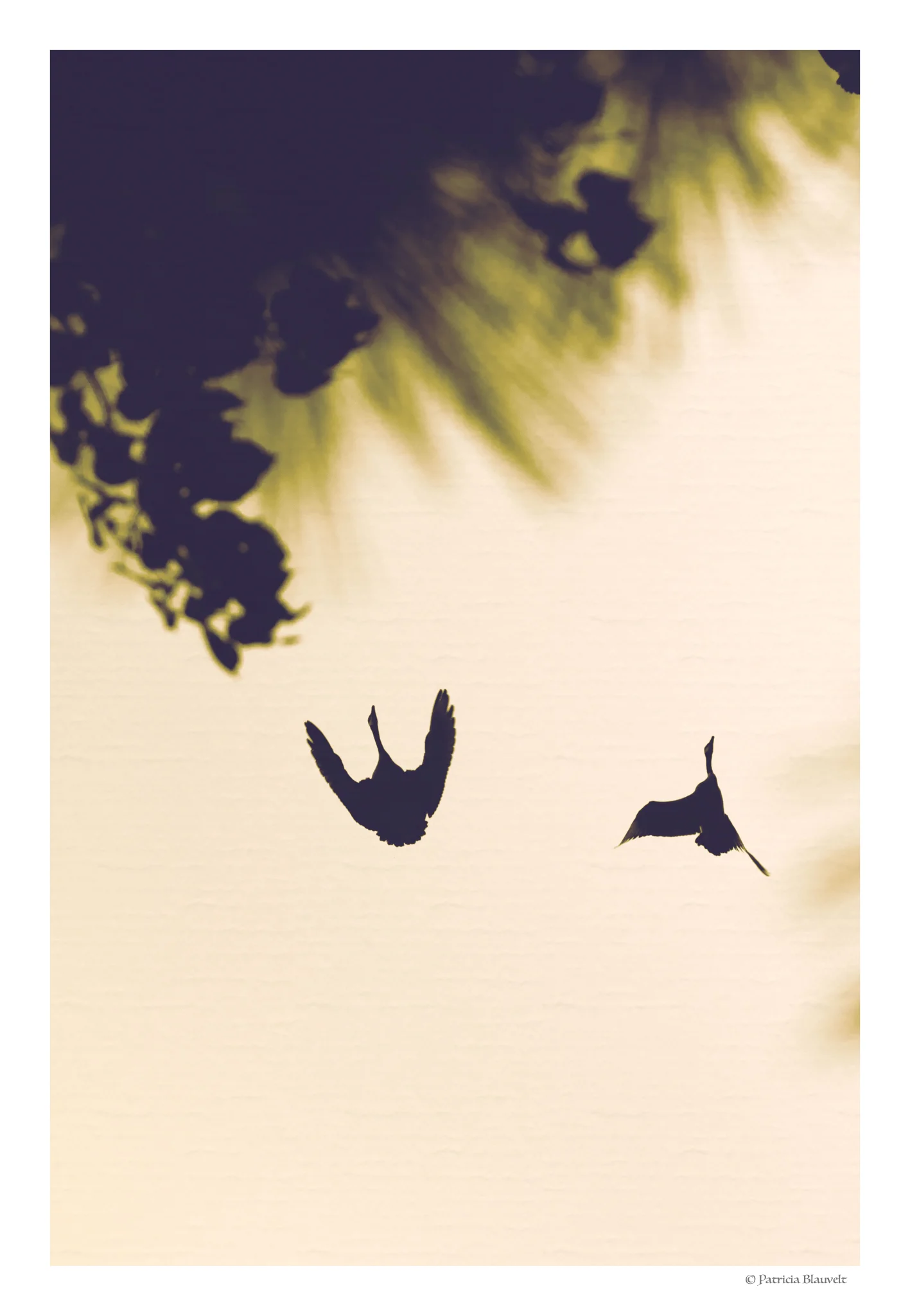 815A2061-105-Photoshop-Photoshop.jpg