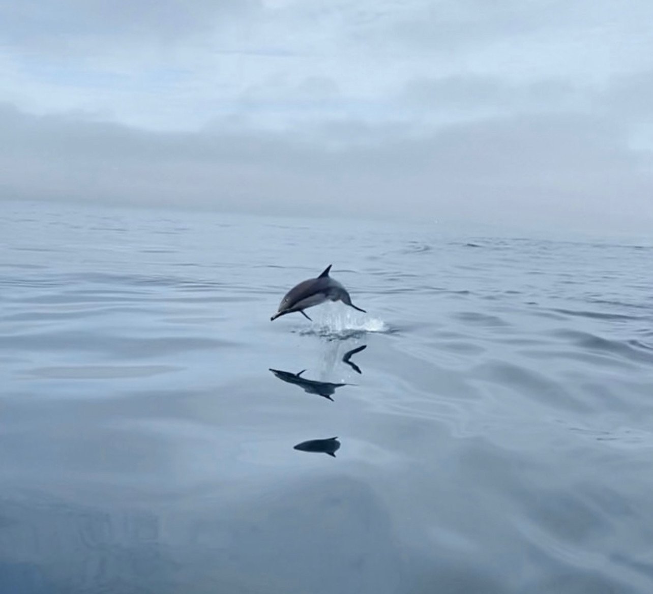 dolphin.jpeg