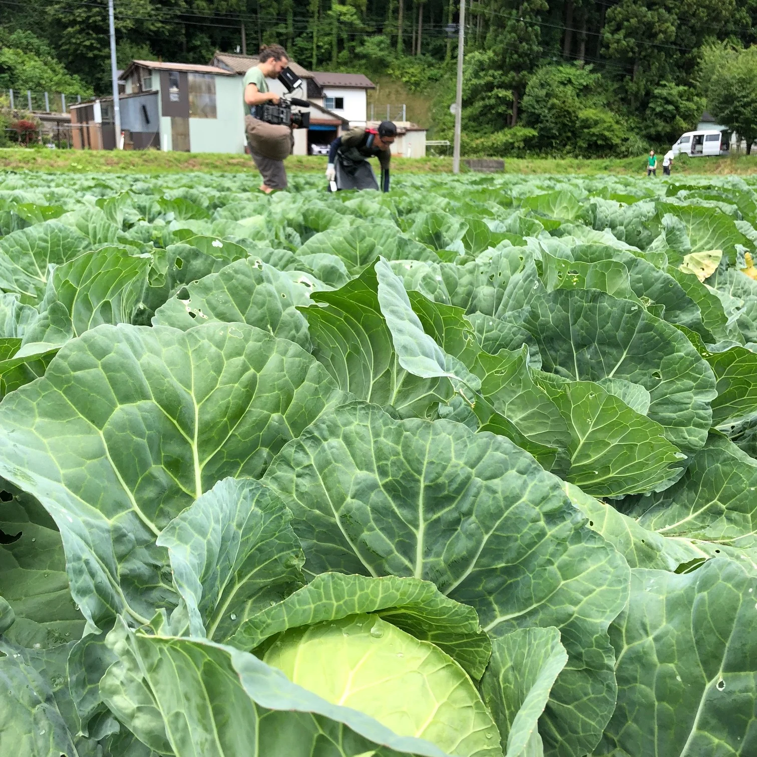 Amid the Cabbages