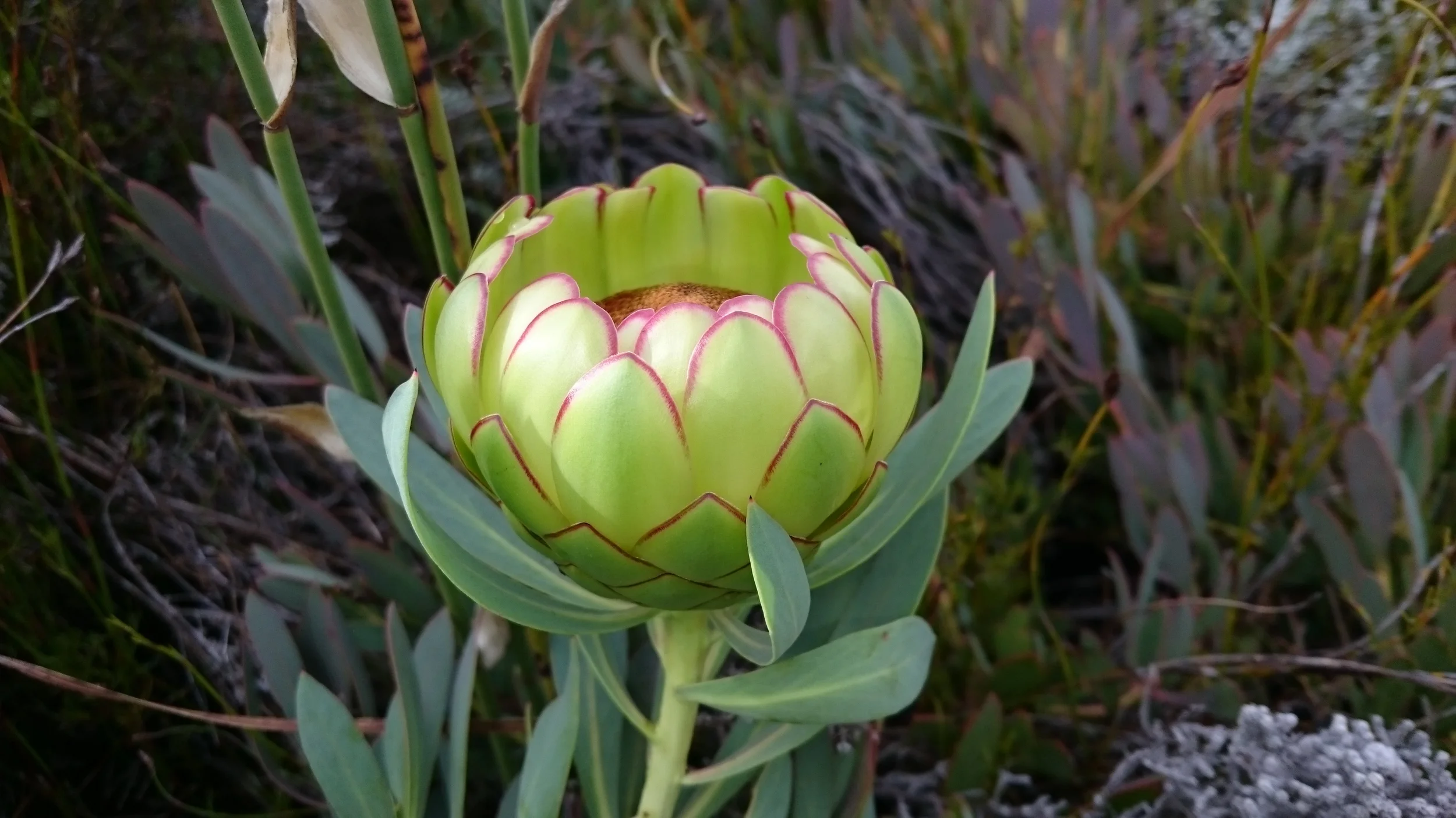 Protea Effusa