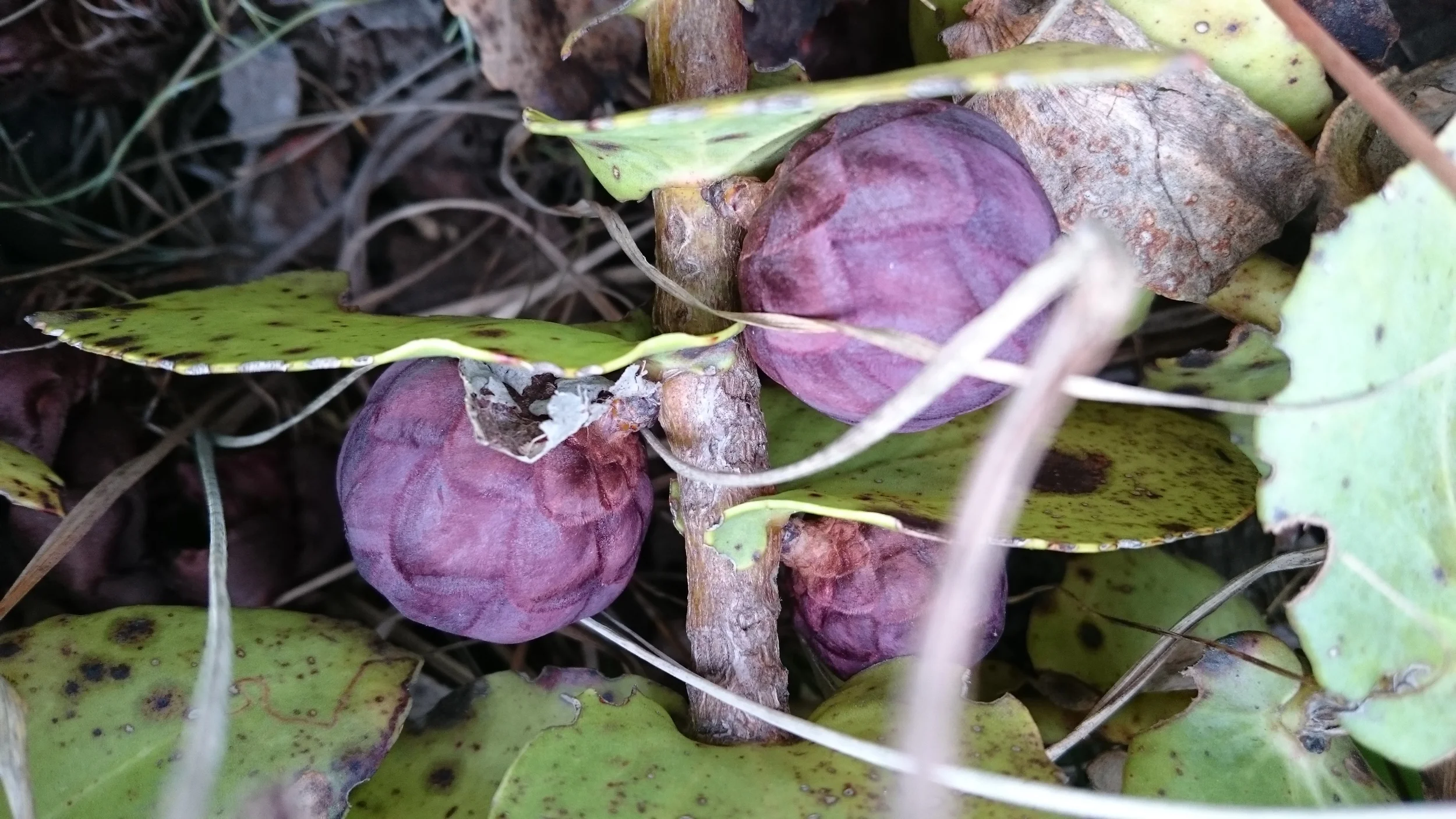 Protea Amplexicaulis