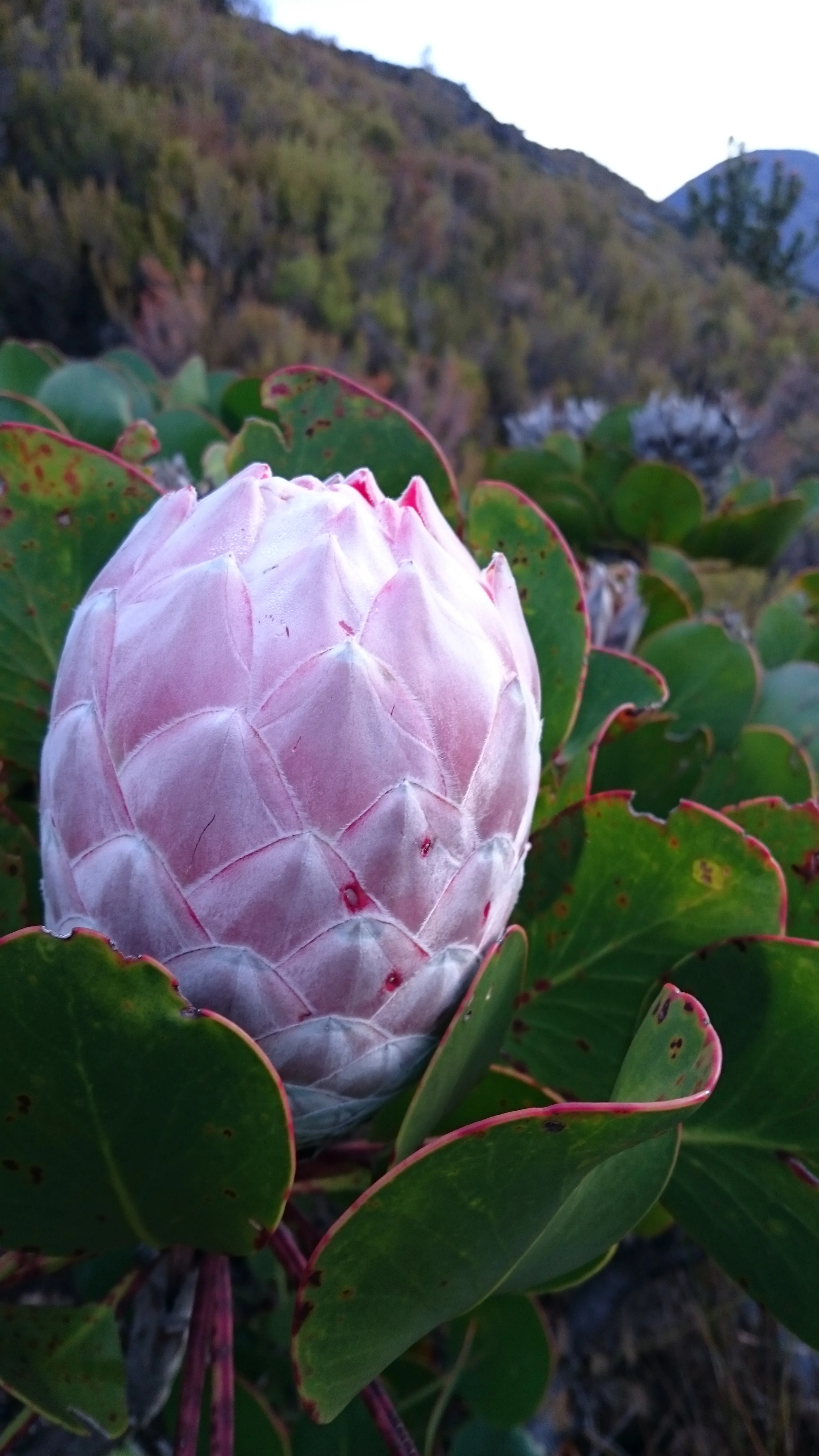 Protea cynaroides