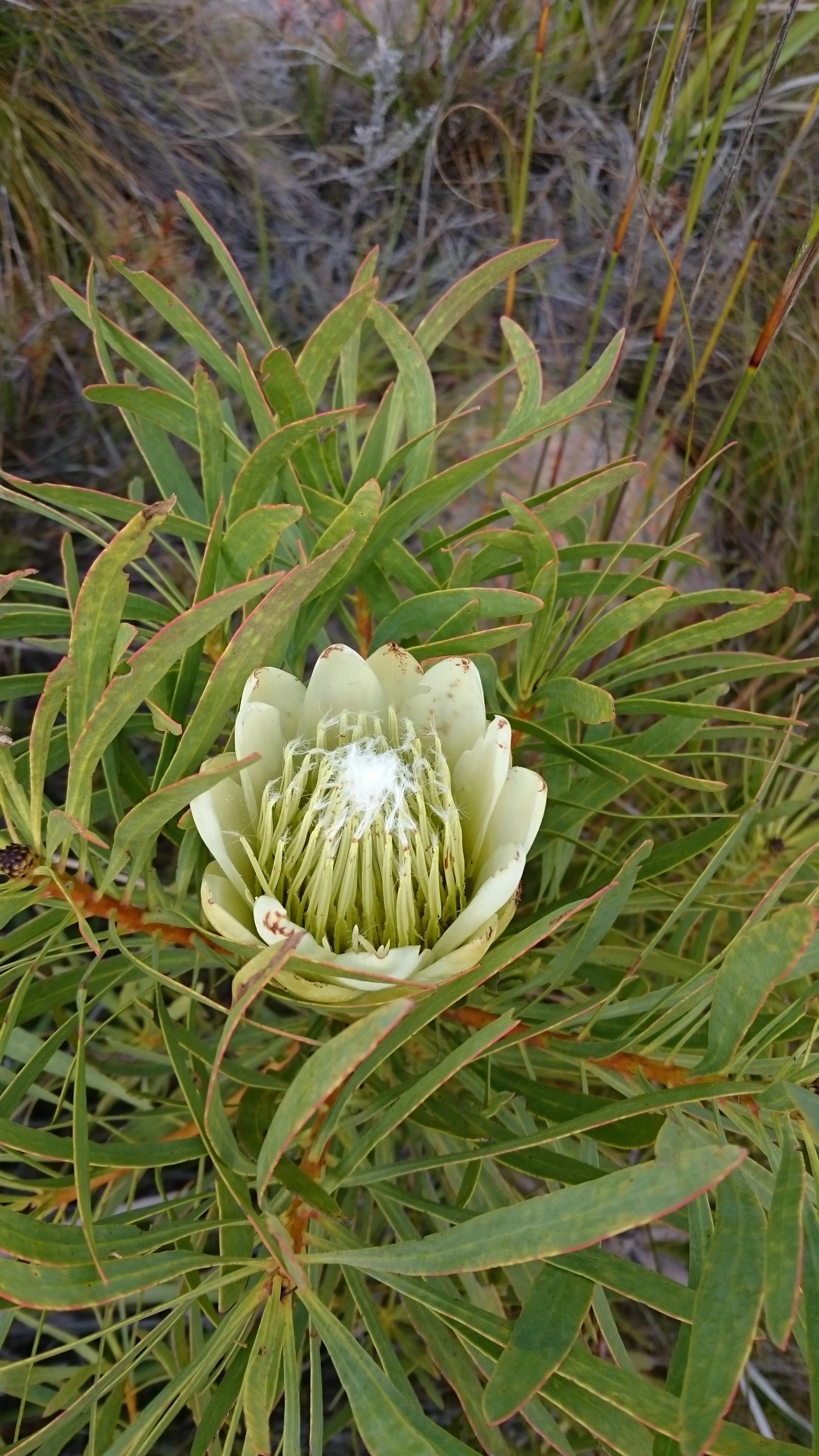 Protea repens - Sugarbush