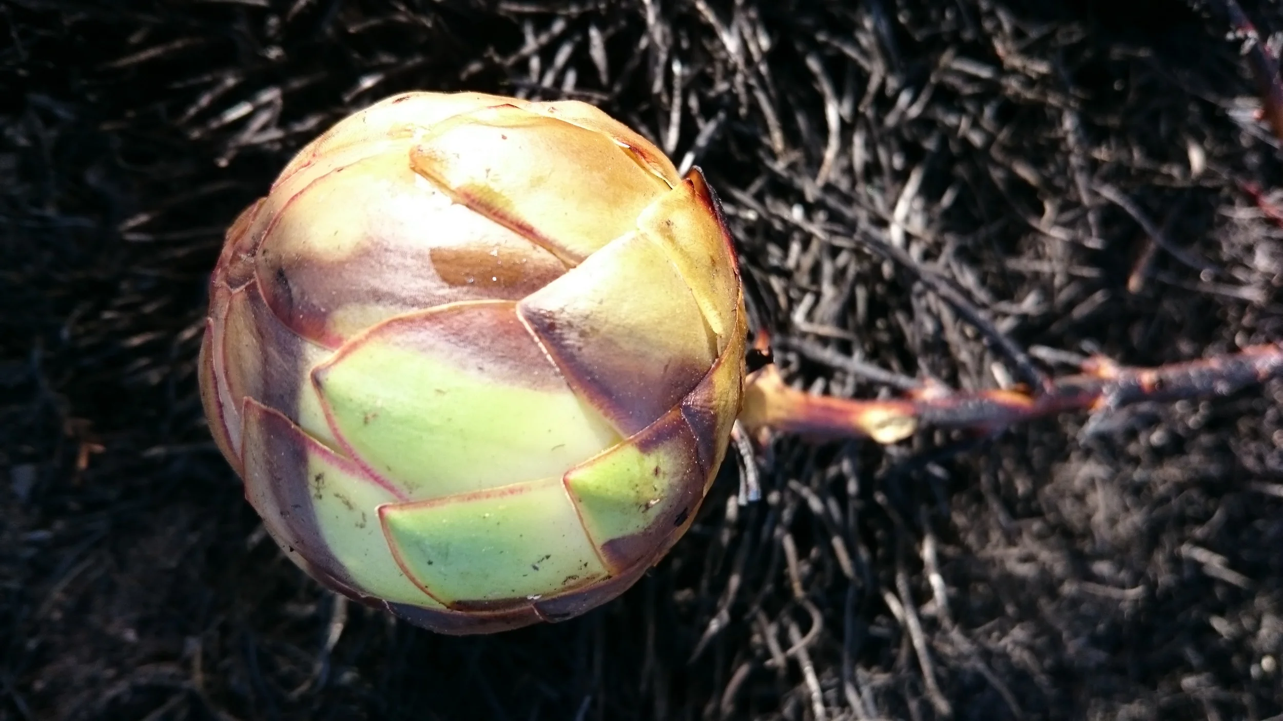 Burnt Protea Effusa