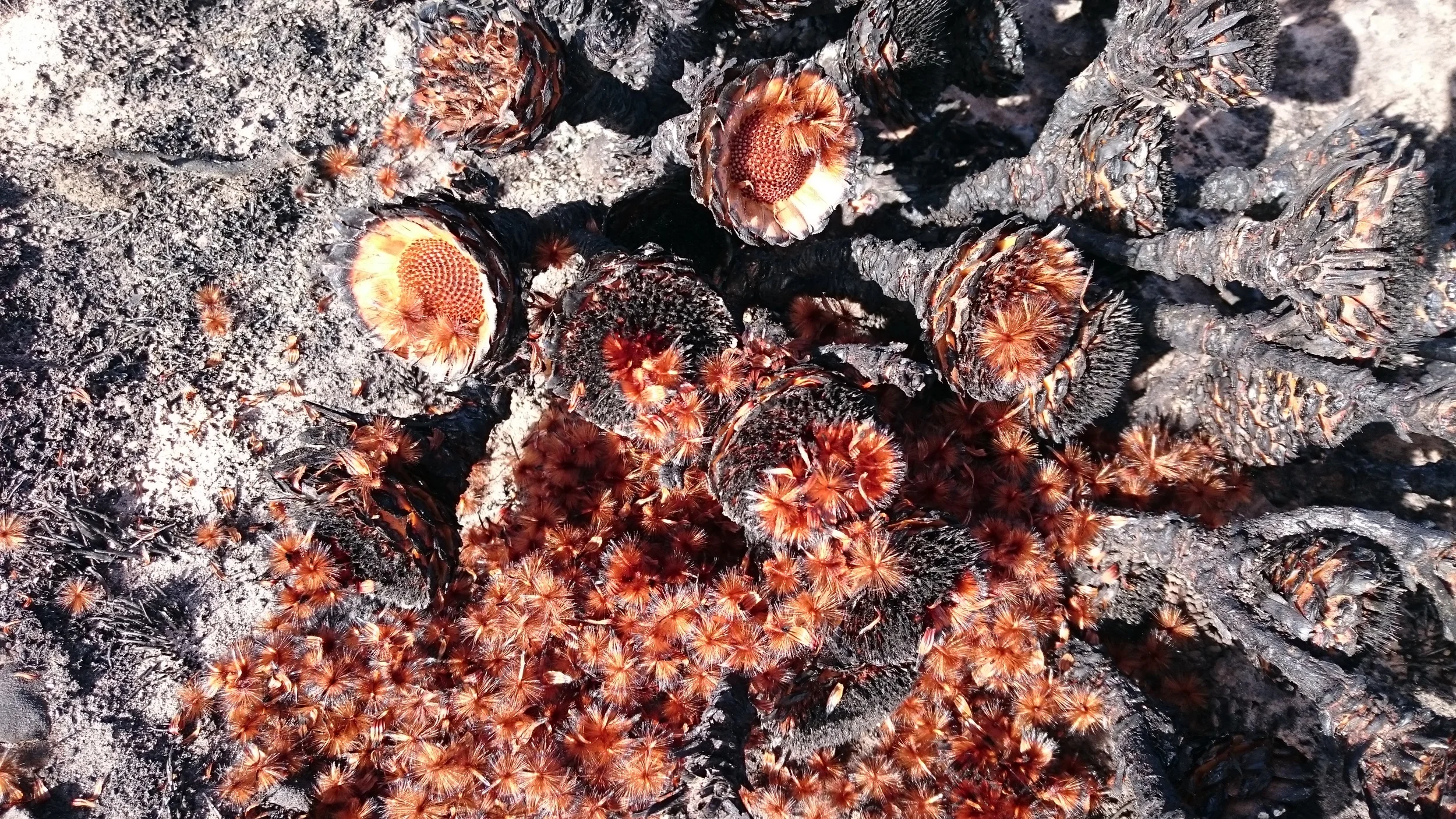 Burnt Protea