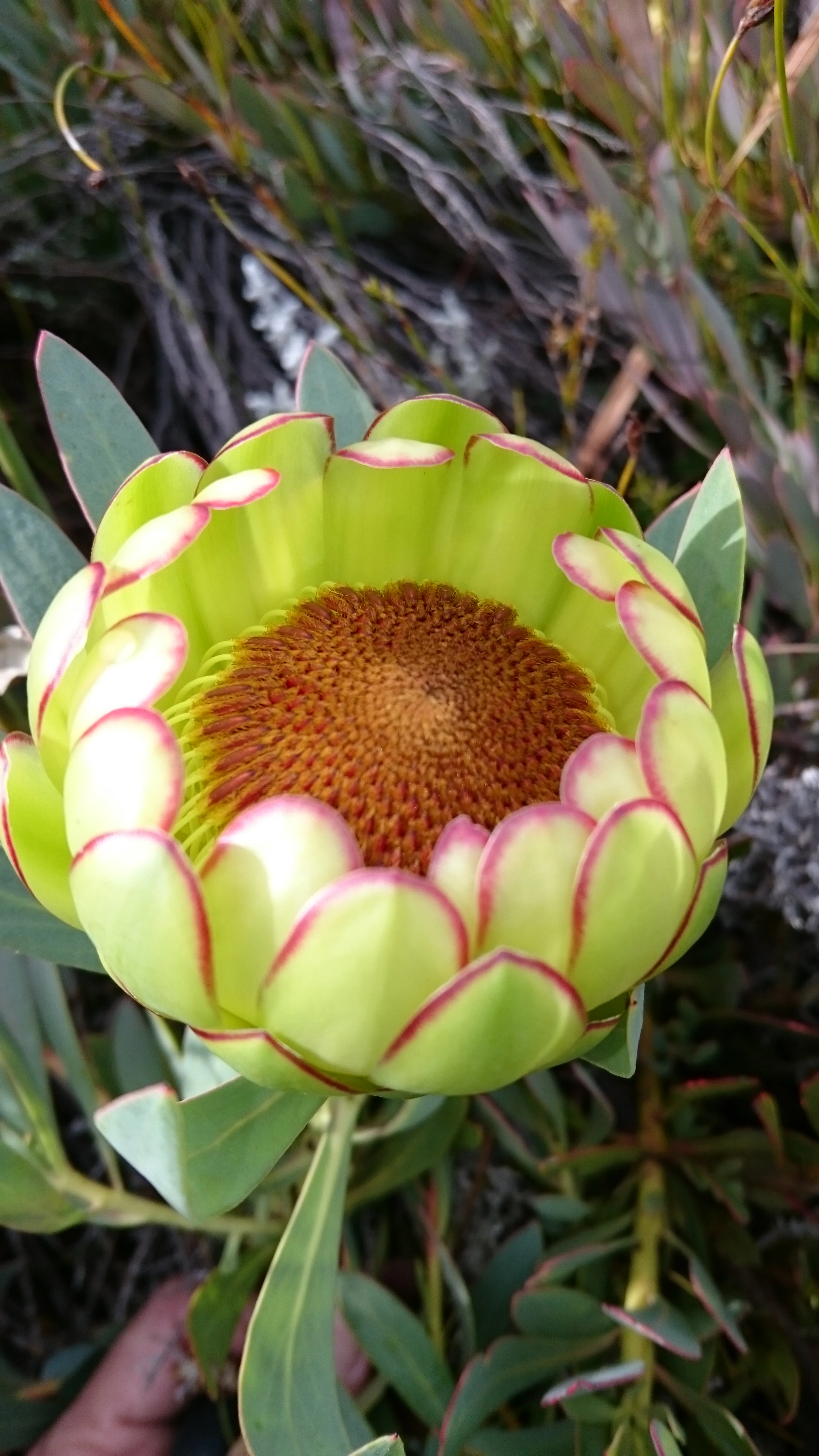 Scarlet Sugarbush - Protea Effusa