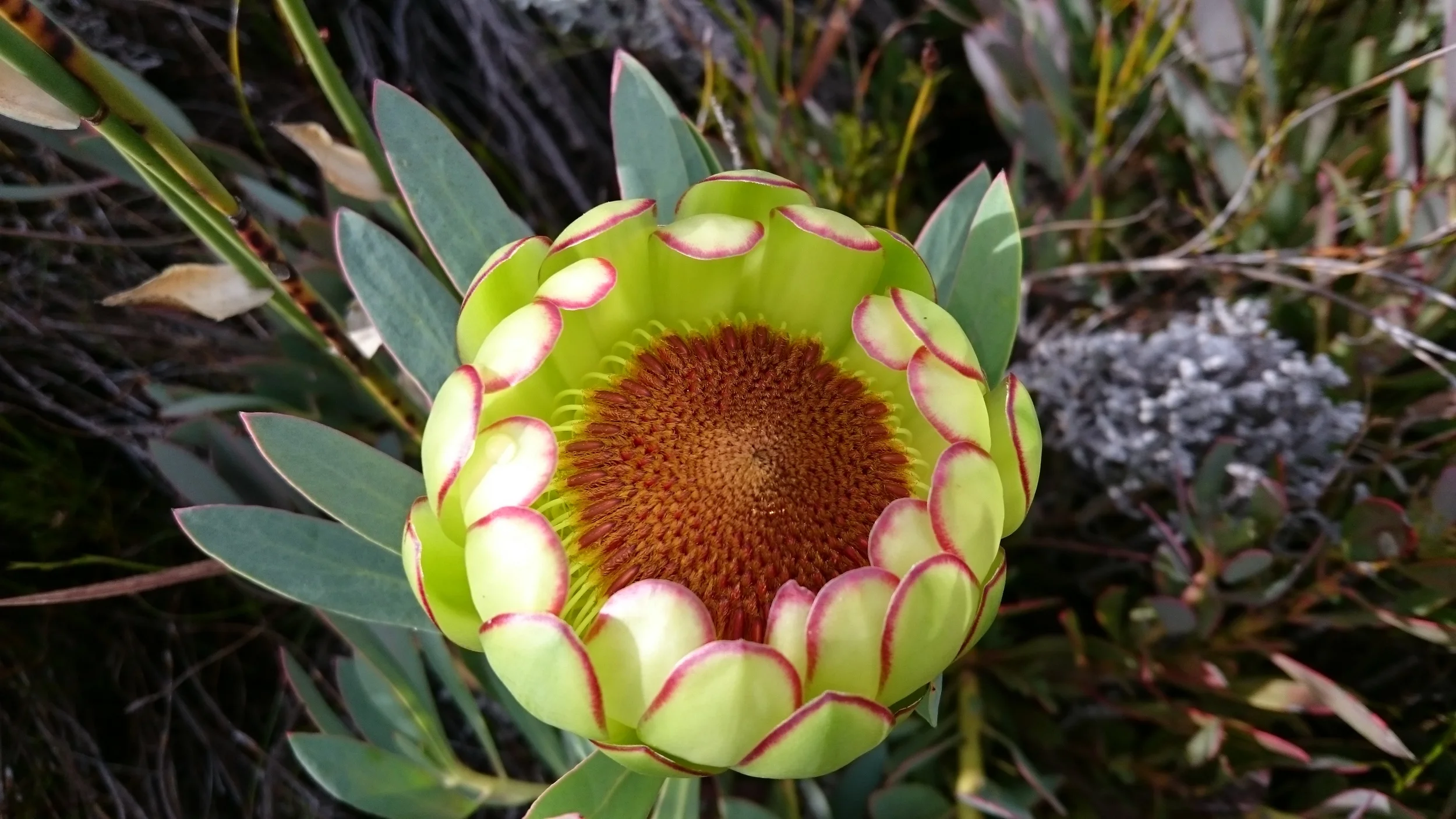 Scarlet Sugarbush - Protea Effusa