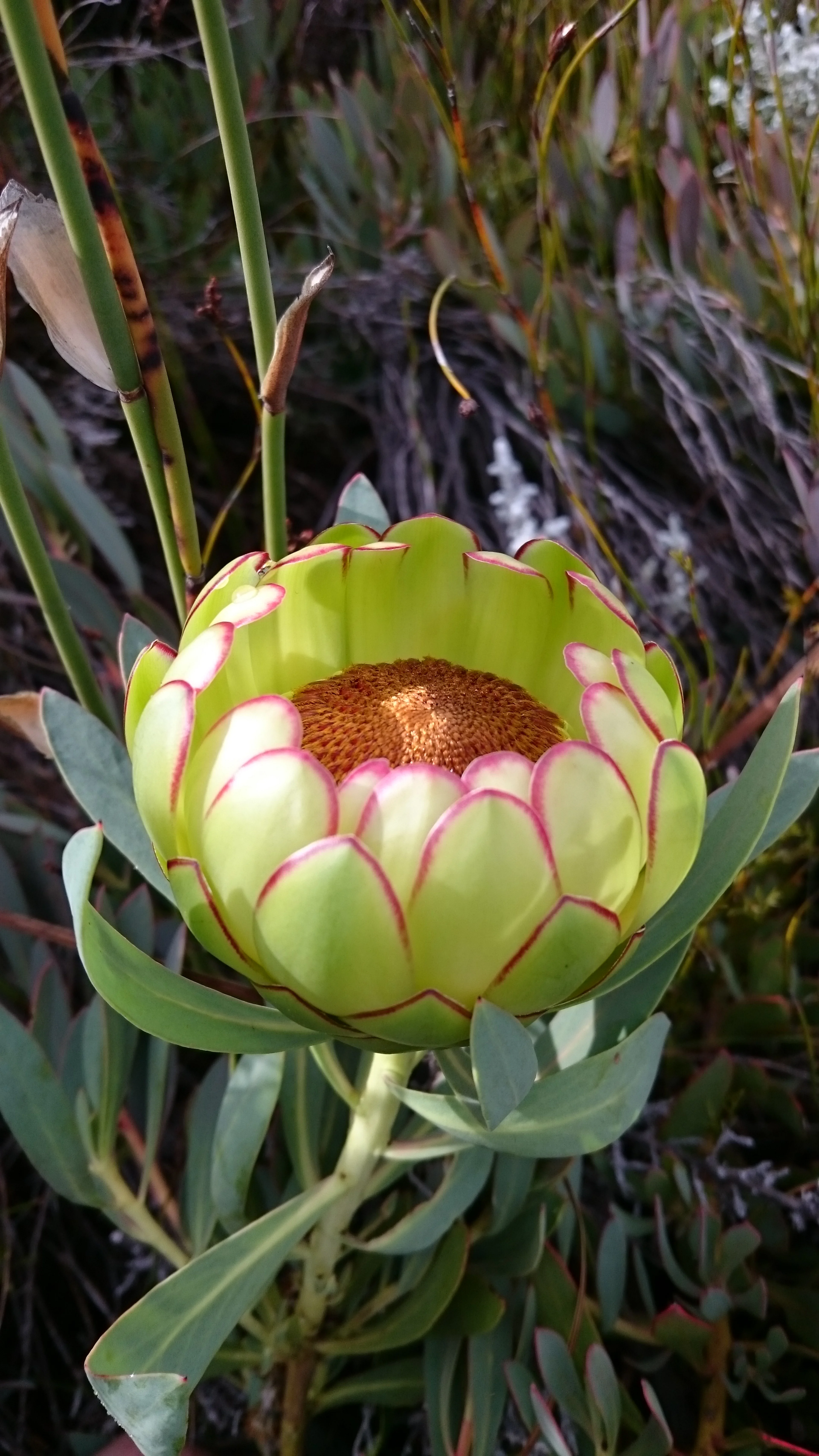 Scarlet Sugarbush - Protea Effusa