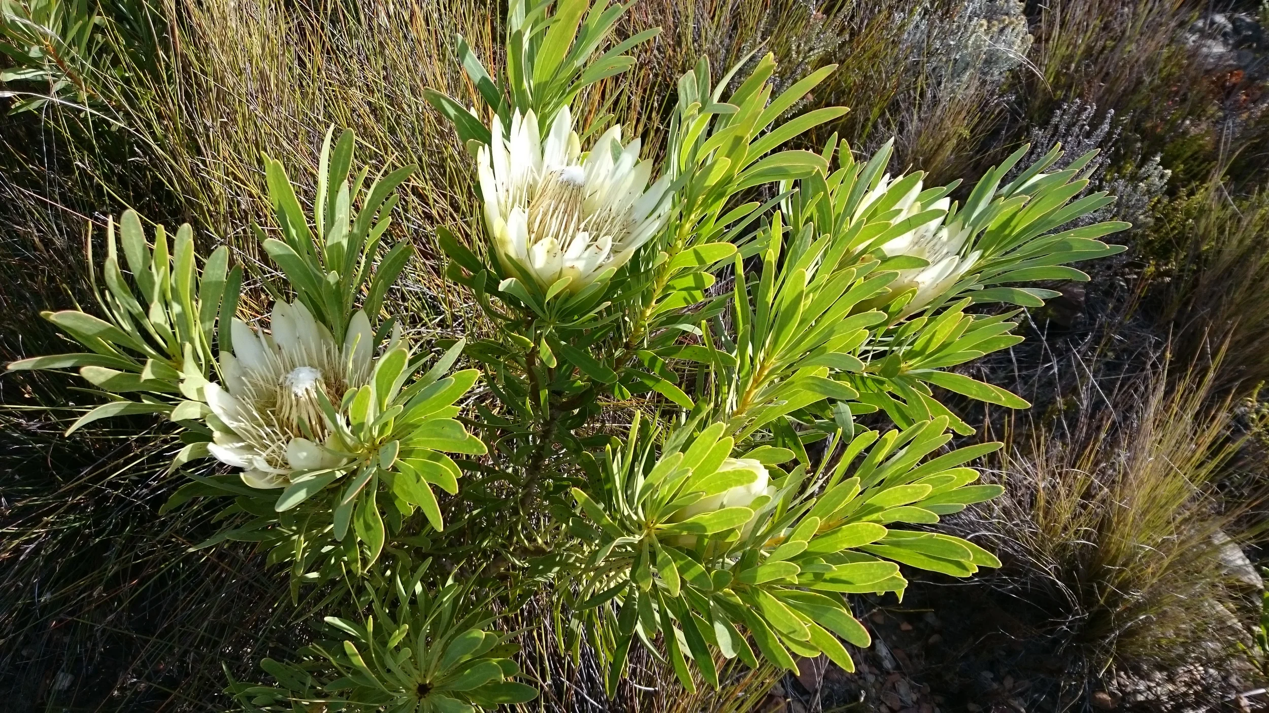 Protea repens