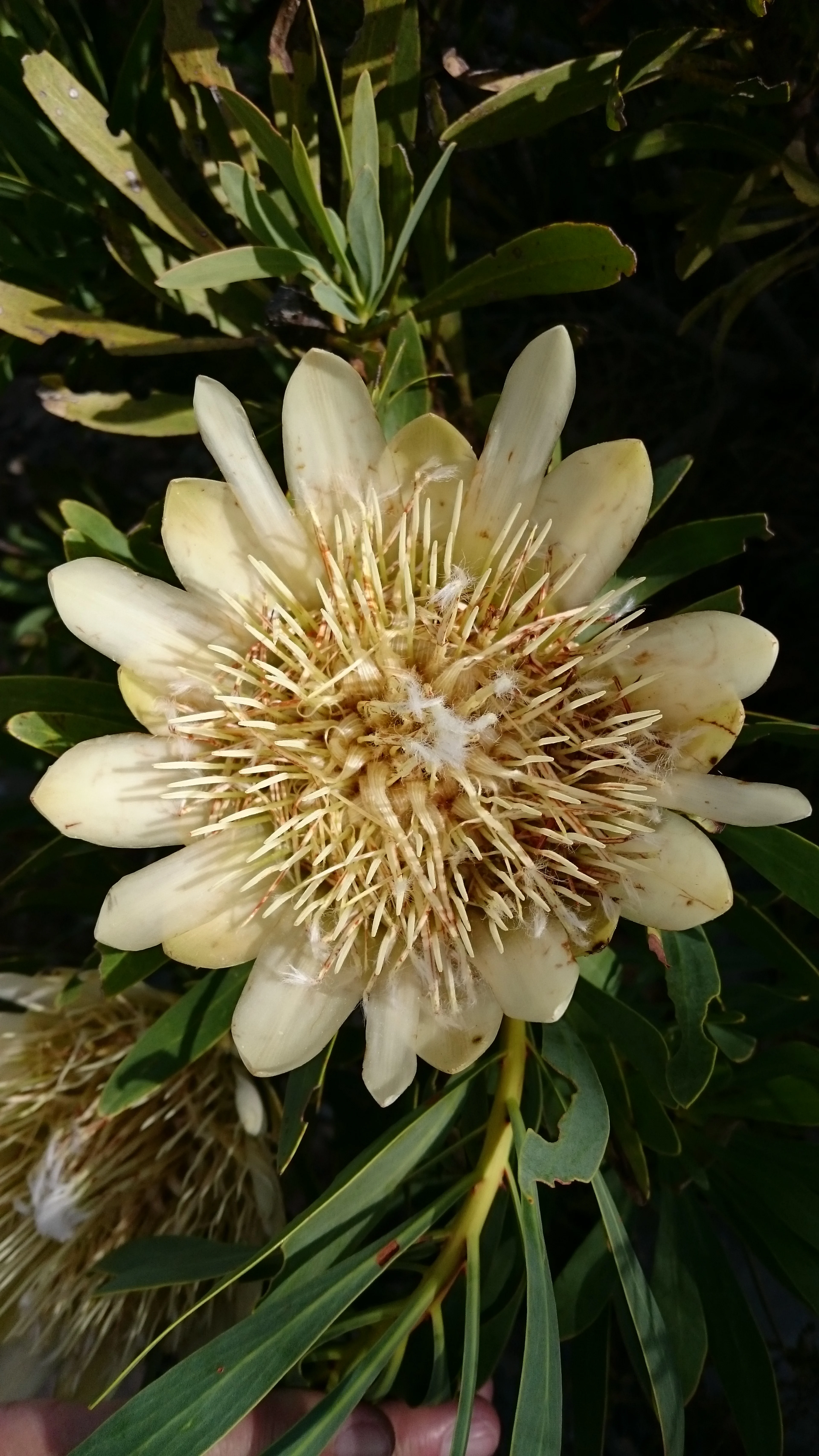 Protea repens