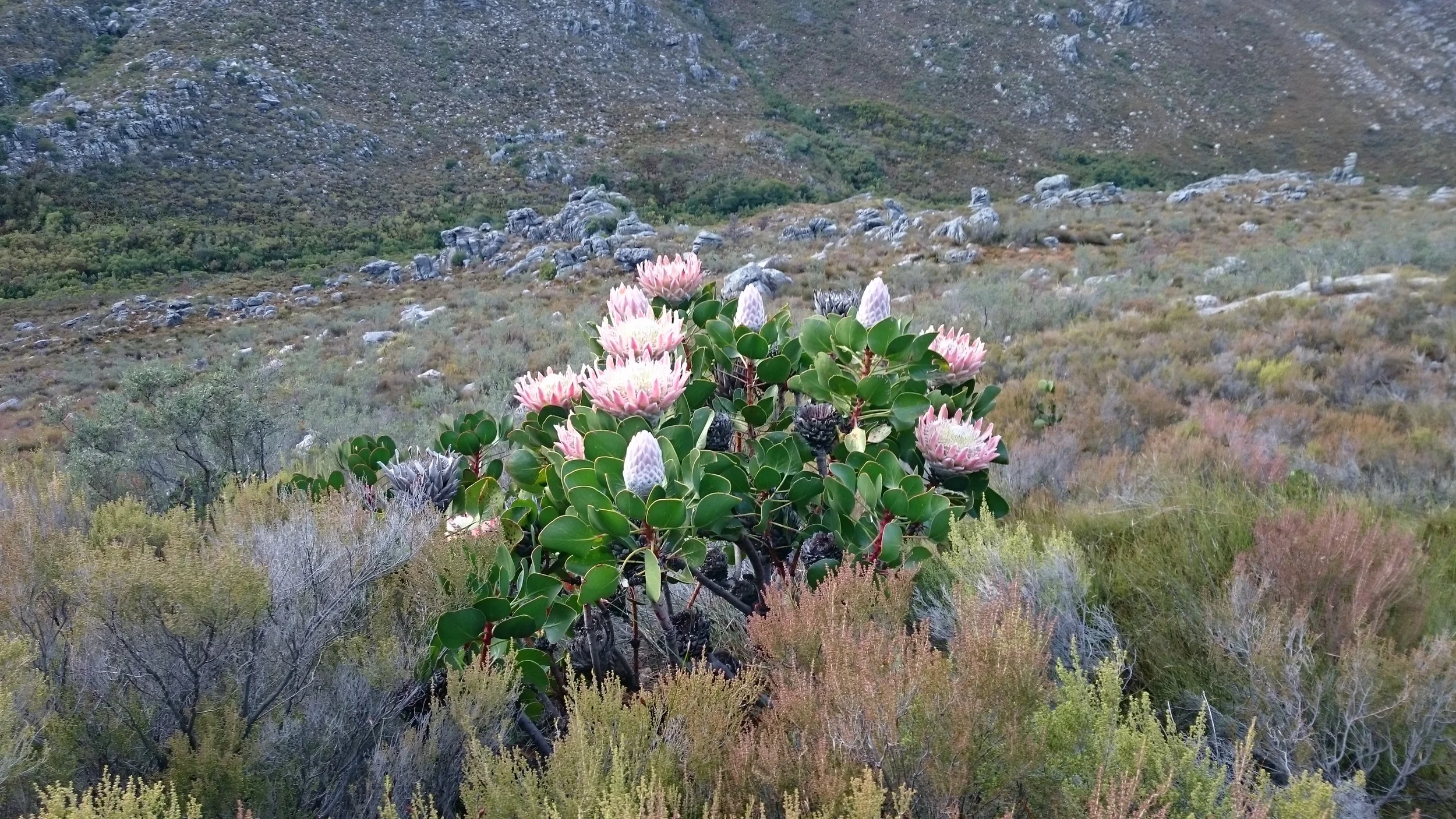 King protea