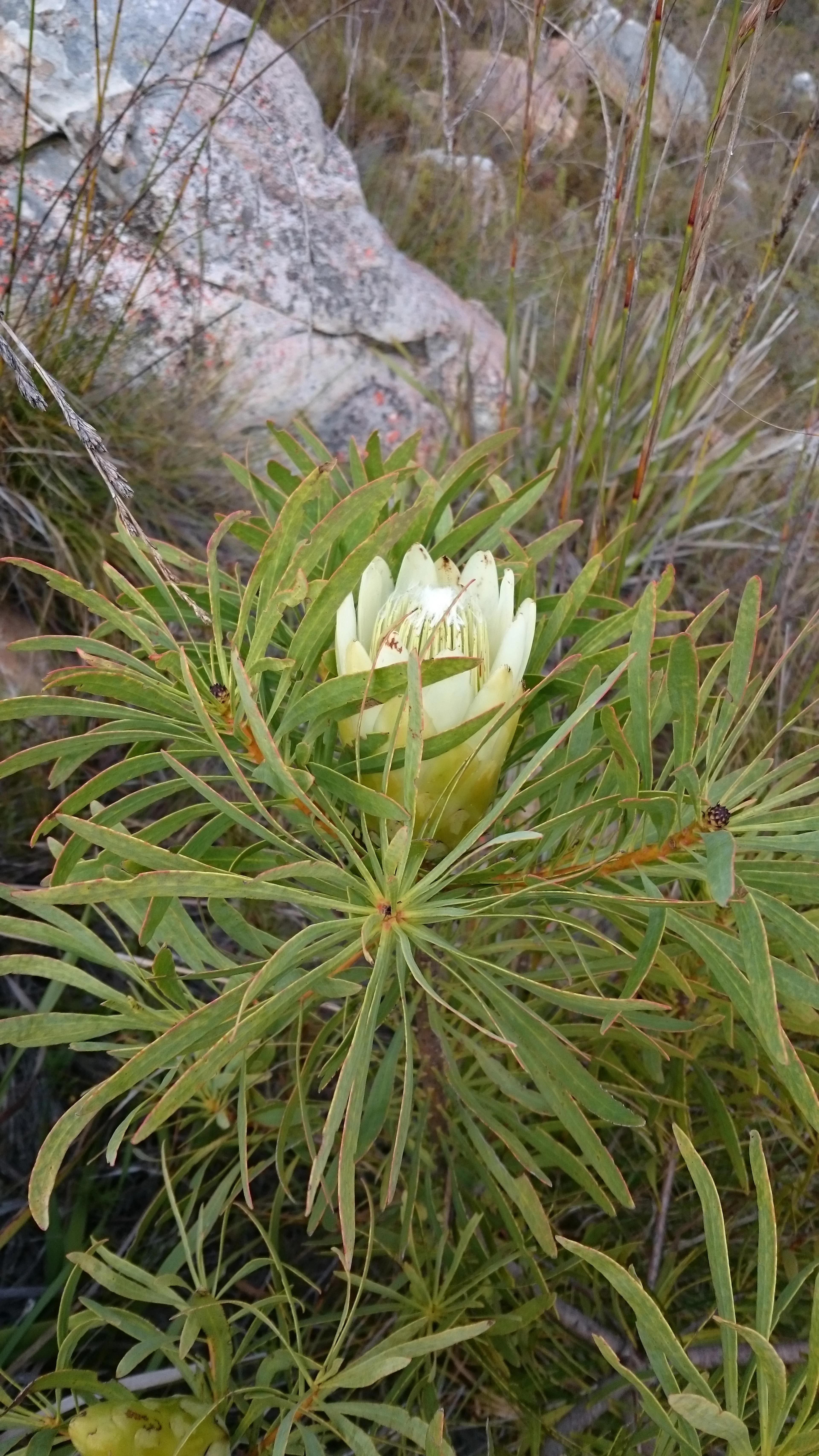 Protea Repens