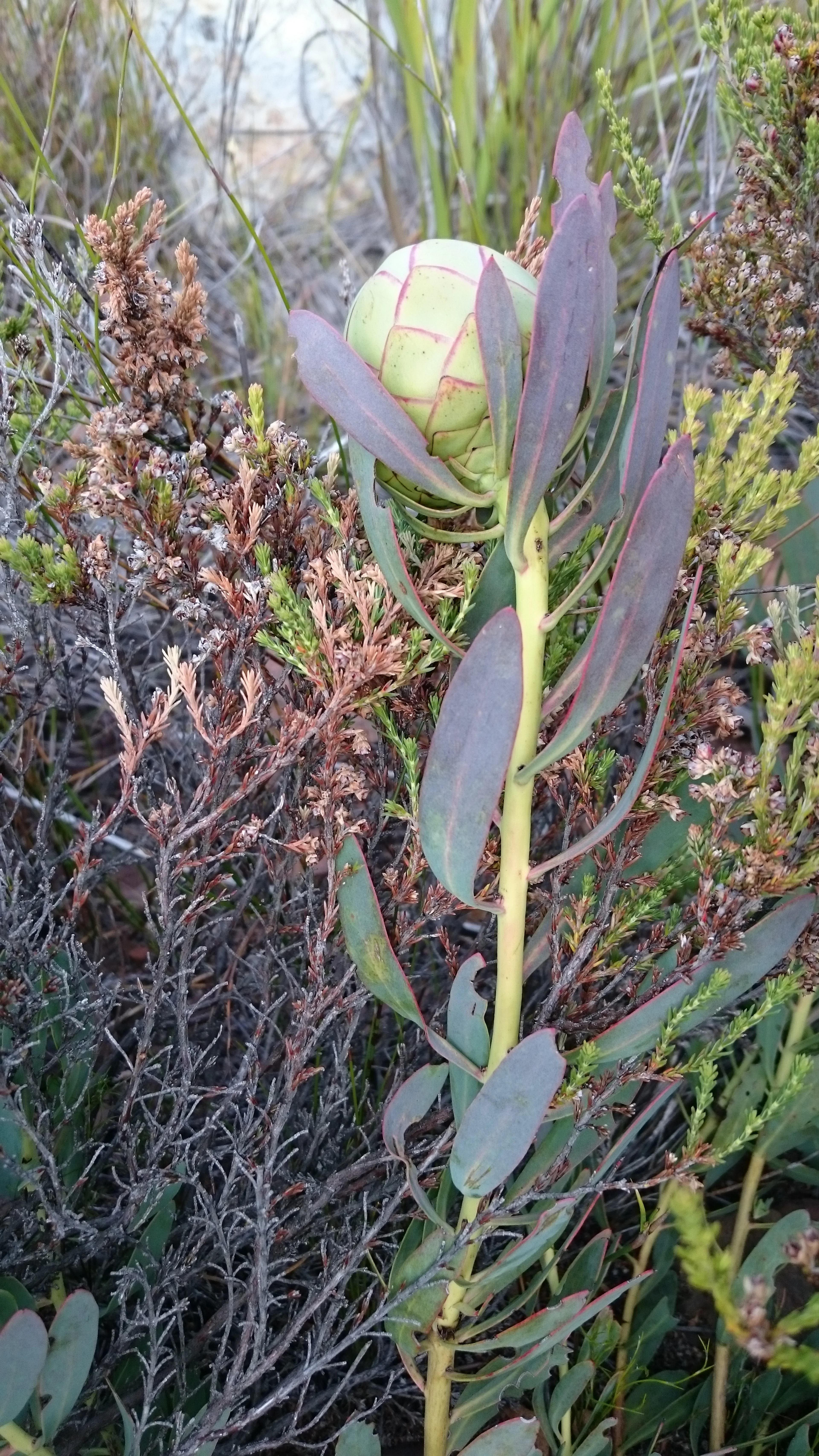 Protea Effusa