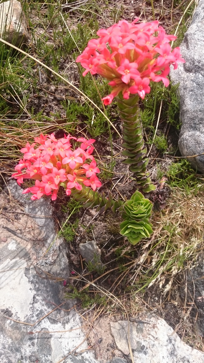This Crassula coccinea really cheered me up, been waiting to see it in full bloom on every training mission.