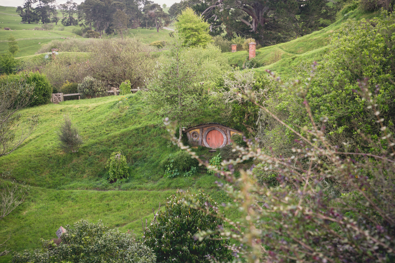 NewZealand-8271-2.jpg