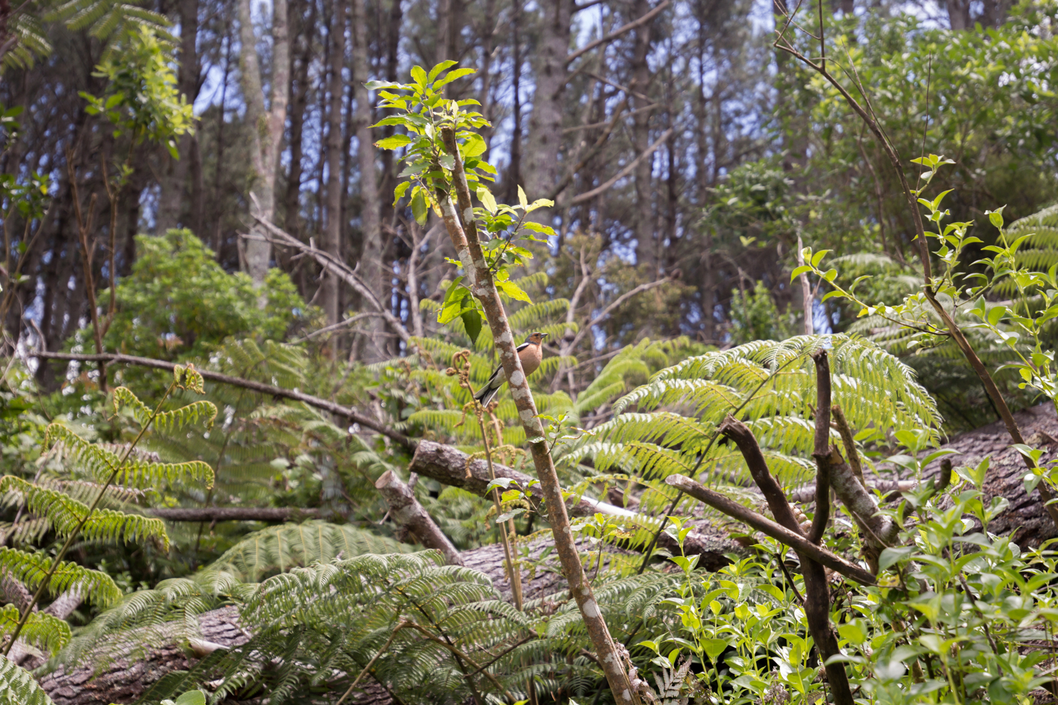 NewZealand-8907.jpg