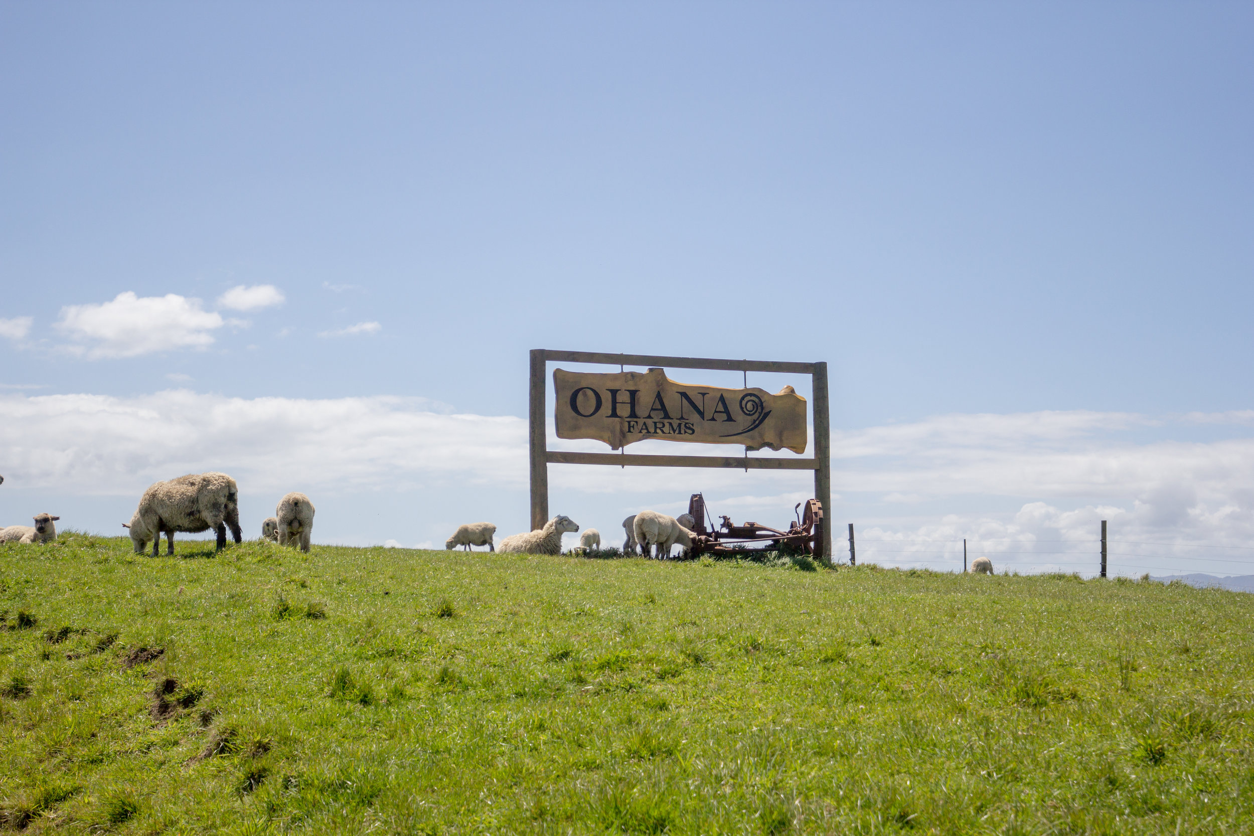 NewZealand-8698.jpg