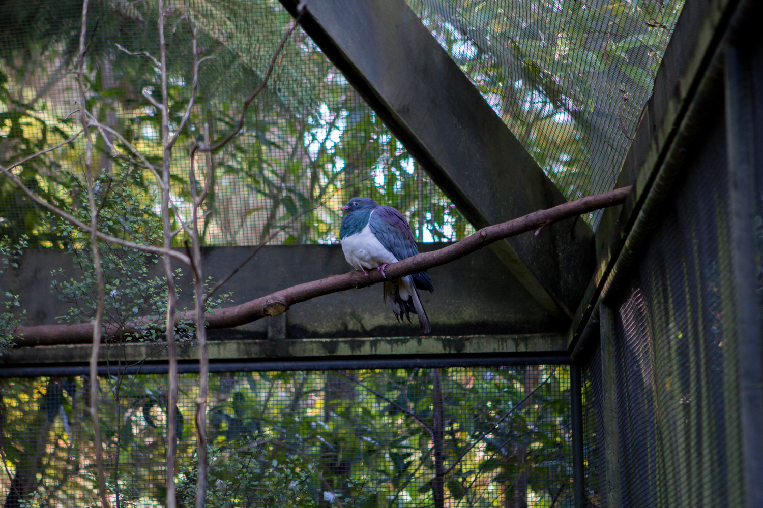 NewZealand-8933.jpg