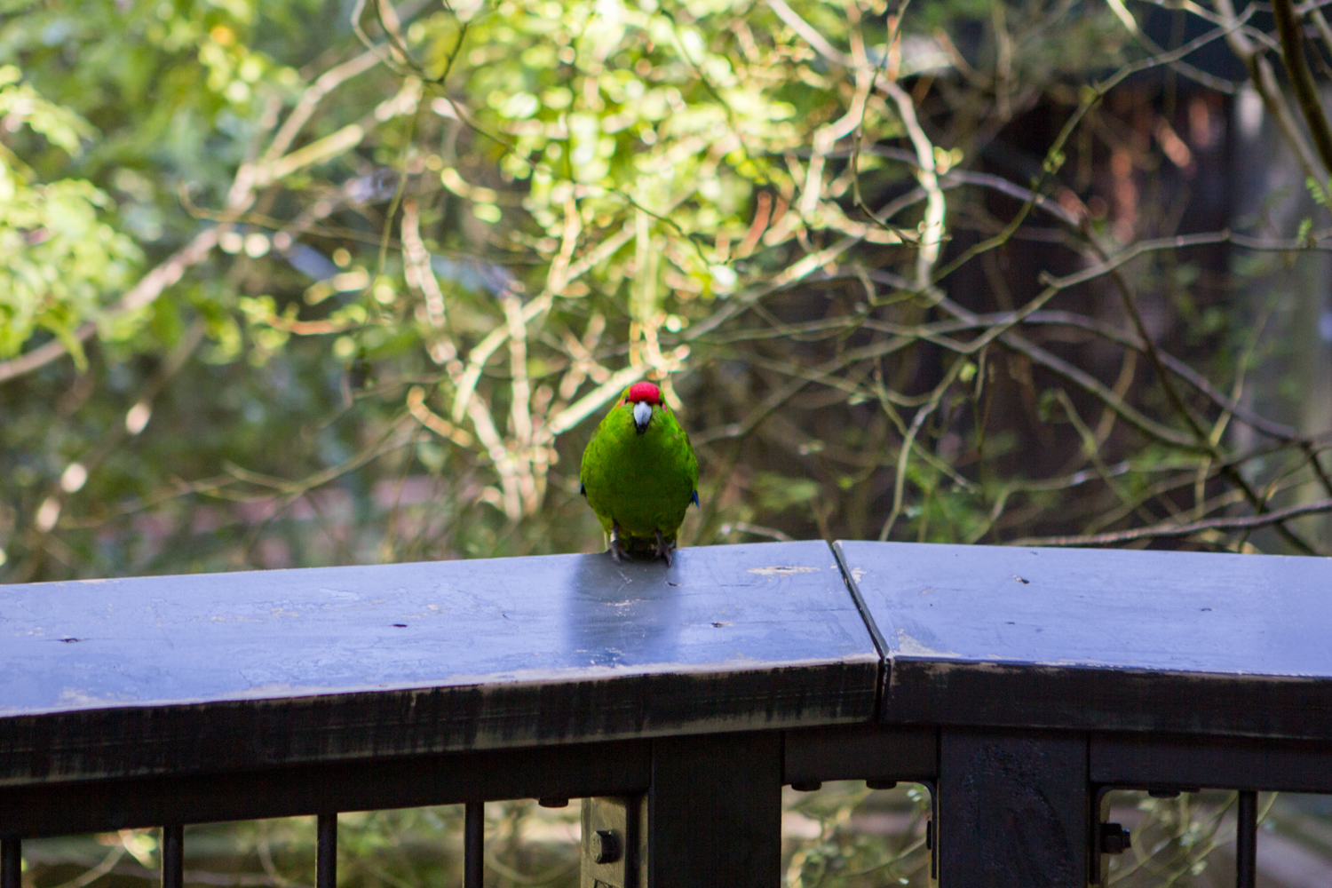 NewZealand-8950.jpg