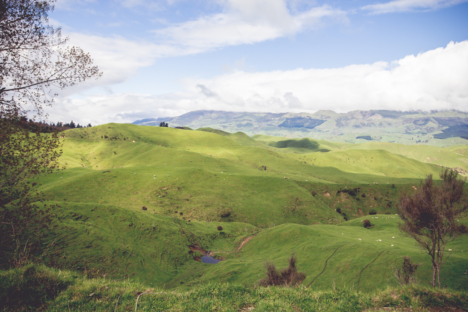 NewZealand-9073-2.jpg