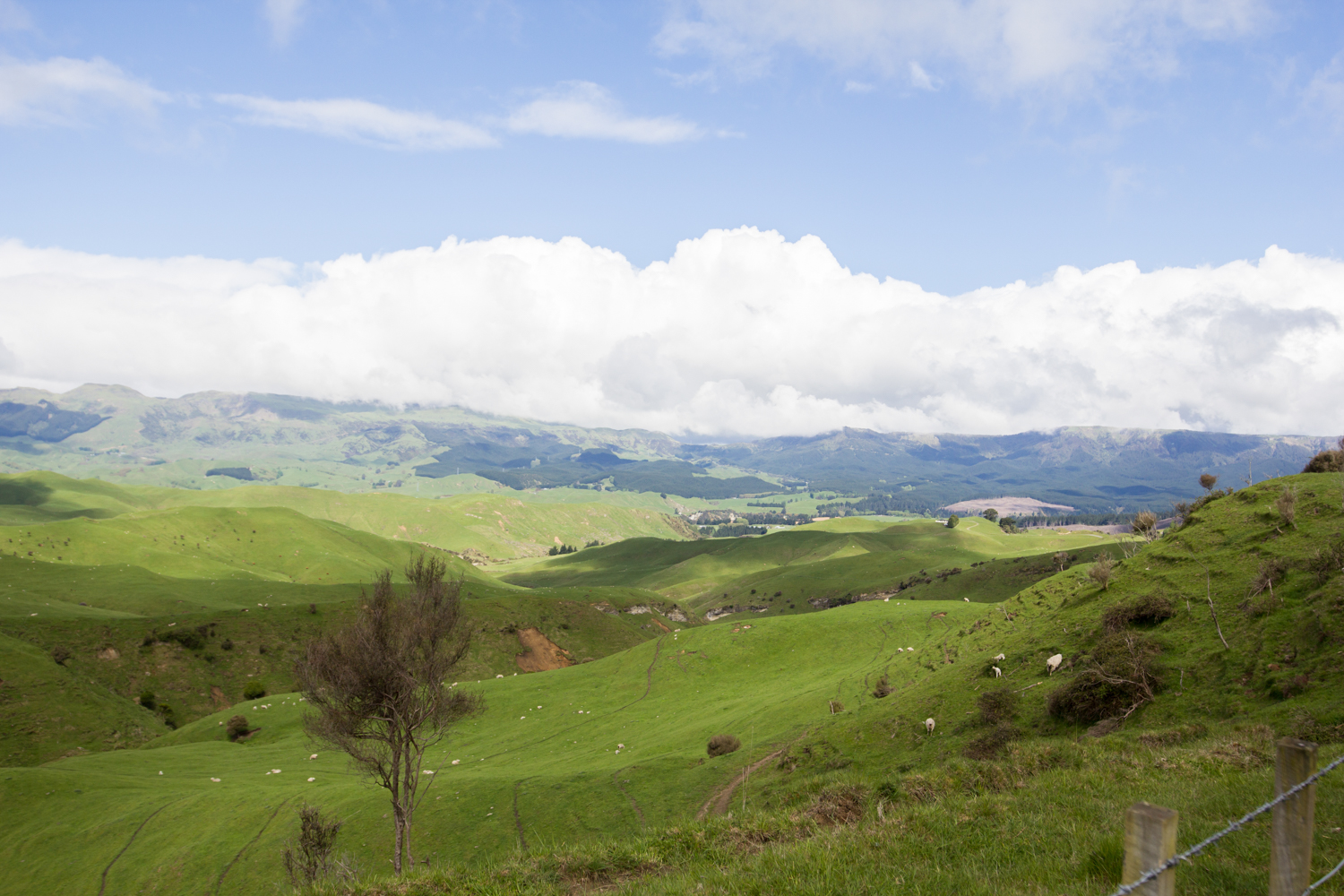 NewZealand-9076.jpg