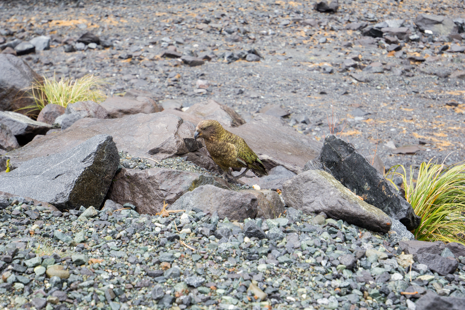 NewZealand-0264.jpg