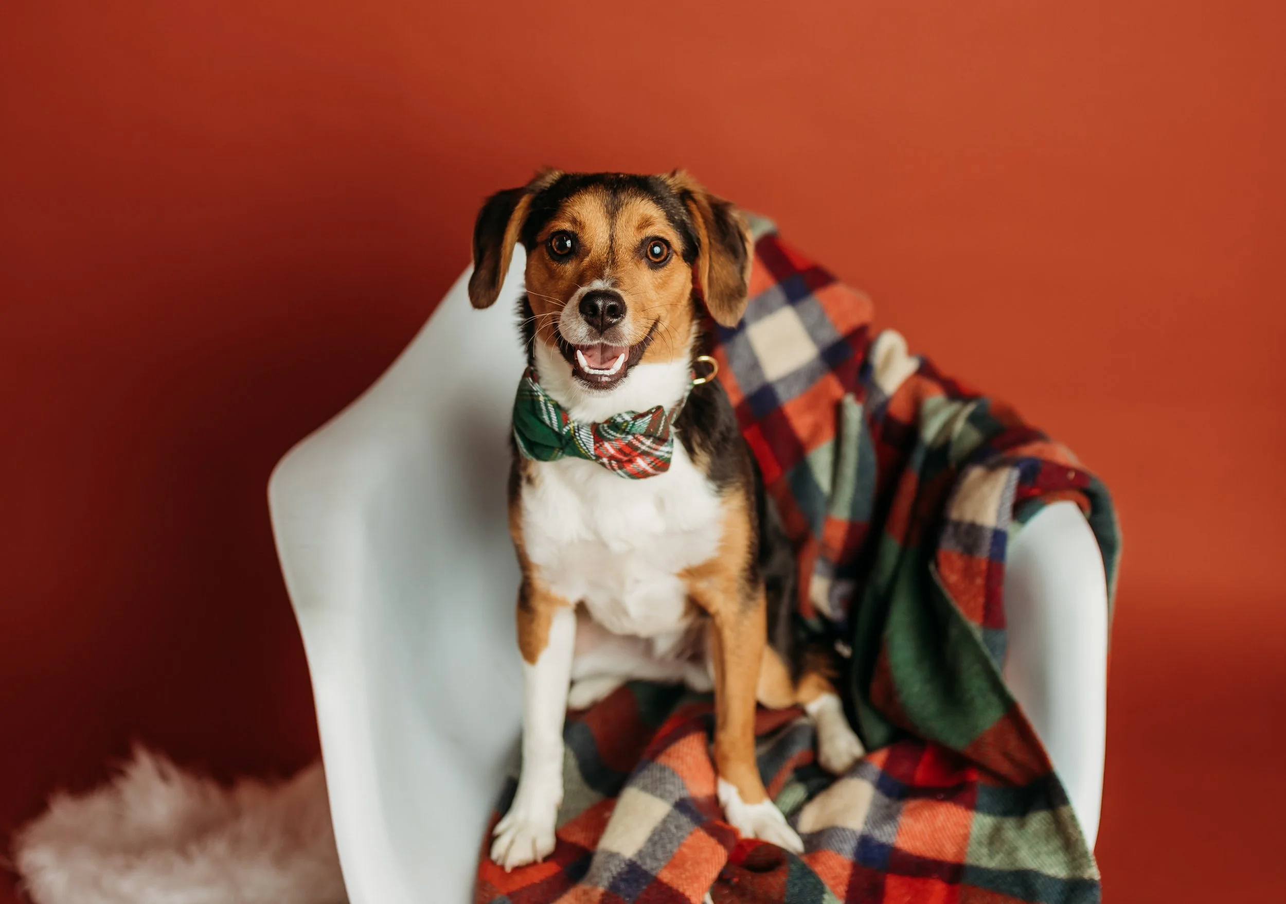 HowlidayArchie23-7322.jpg