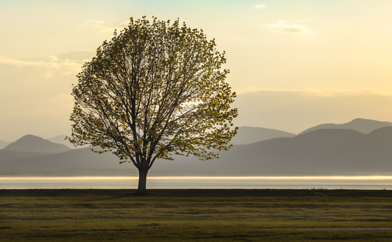 Spring Sprout PhaseOne IQ 180 300mm 1/60 sec f22 ISO 100 3 stitched images