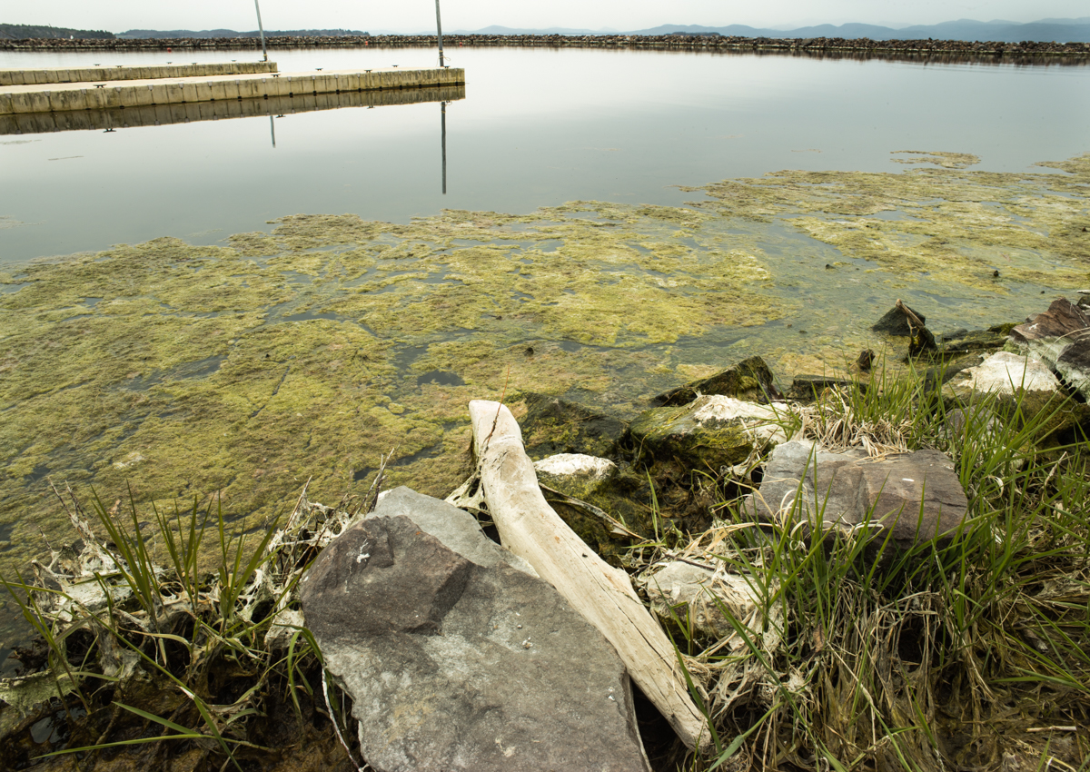Burlington Bay Bloom PhaseOne IQ 180 35mm 1/4sec f18 ISO 35