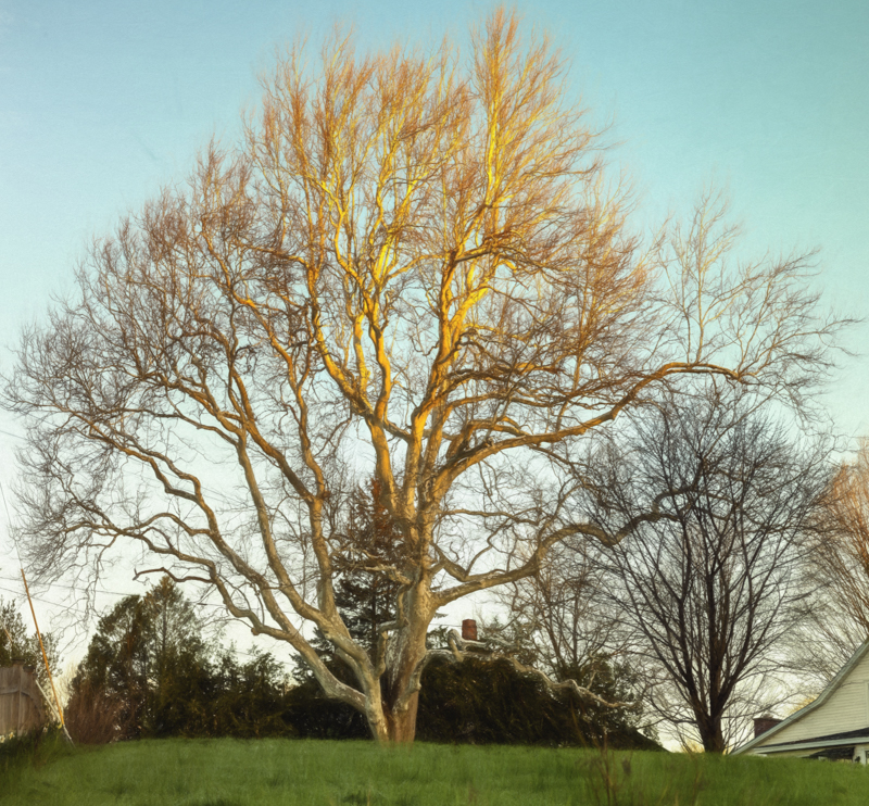 Flaming Sycamore PhaseOne IQ 180 80mm 1/15sec f/10 stitched