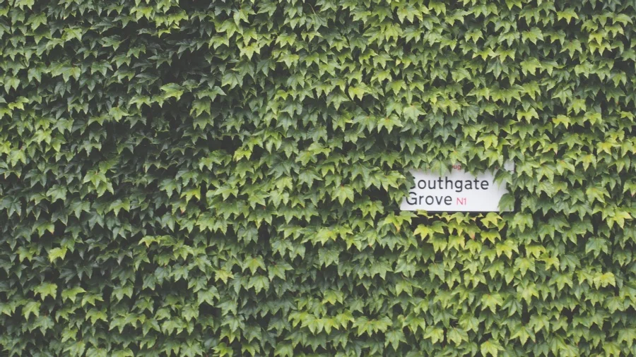ivywall.jpg