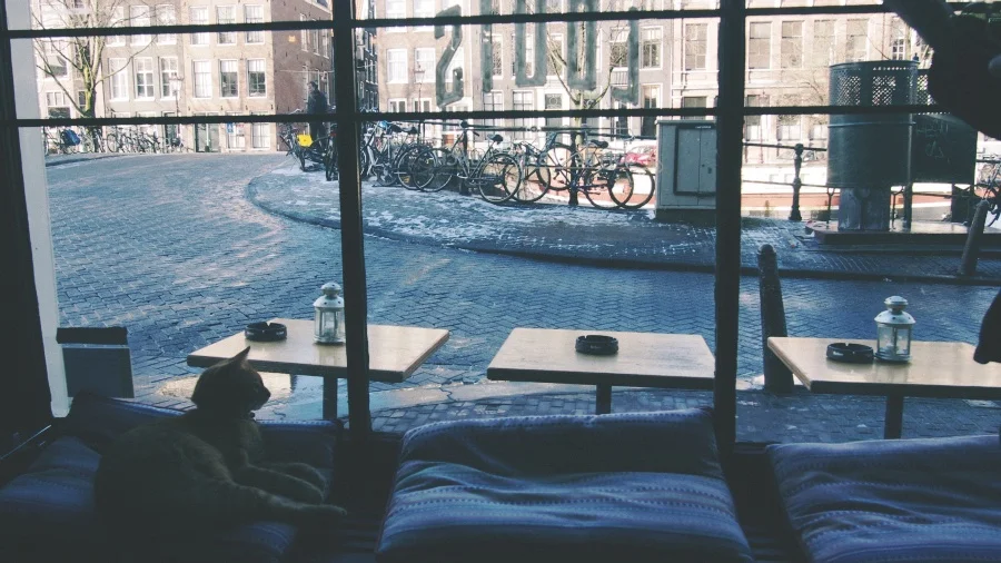 Window cat.jpg