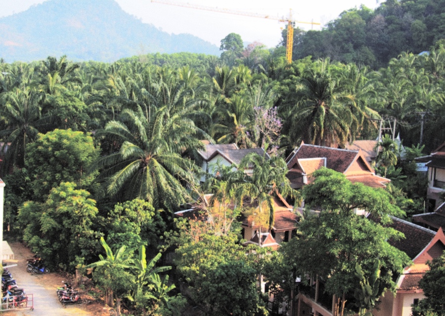 Jungle.jpg