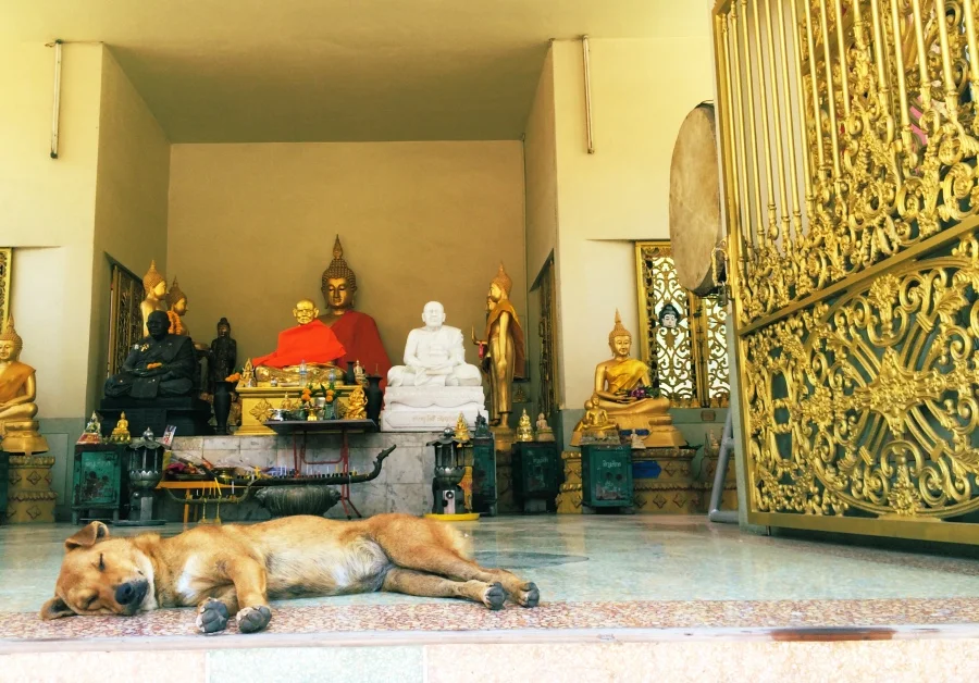 temple dog .jpg