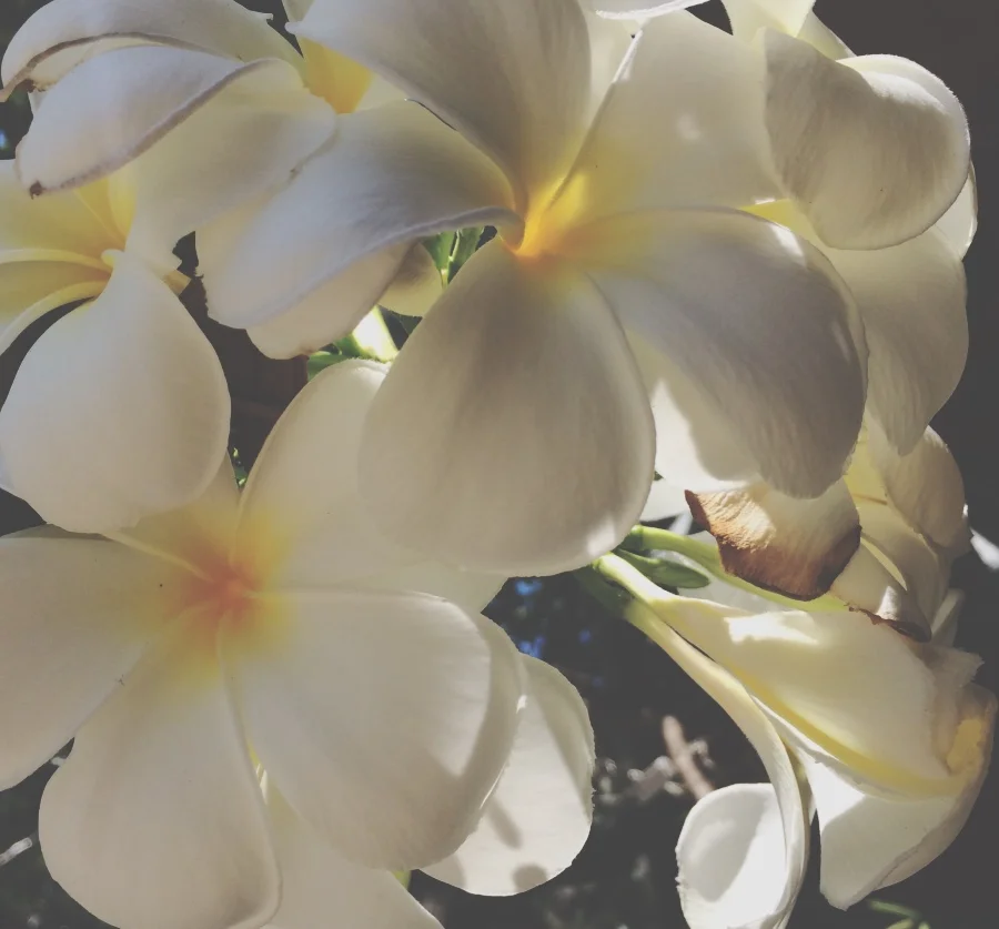 thai flowers.jpg