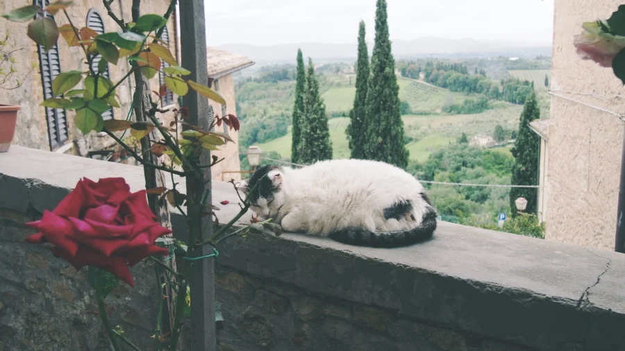 cat italy .jpg
