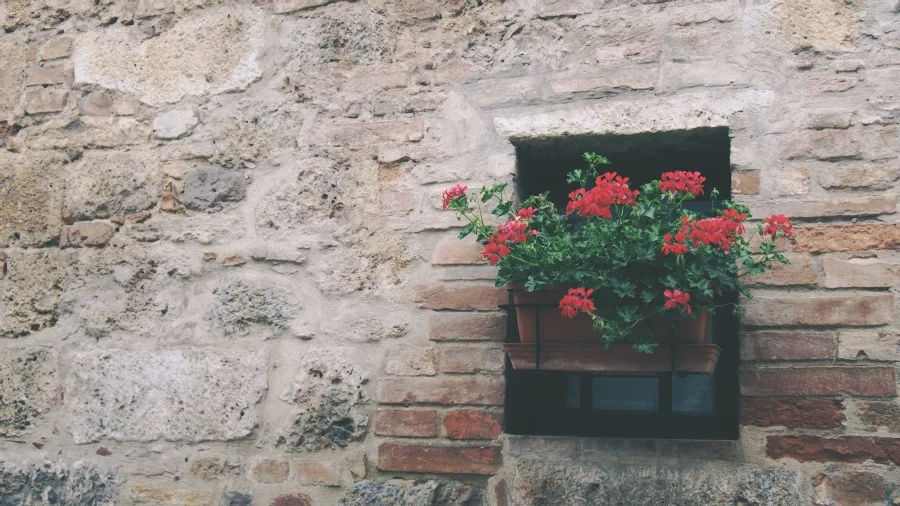 plants italy .jpg