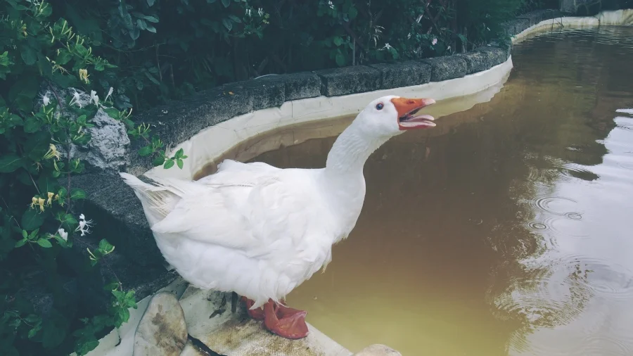 goose attack italy .jpg