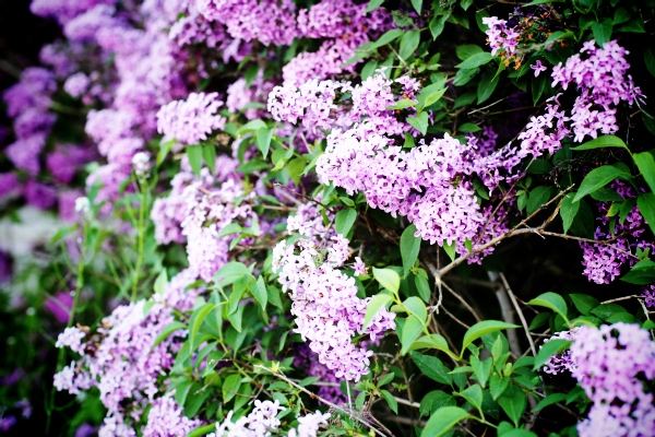 lilac .jpg