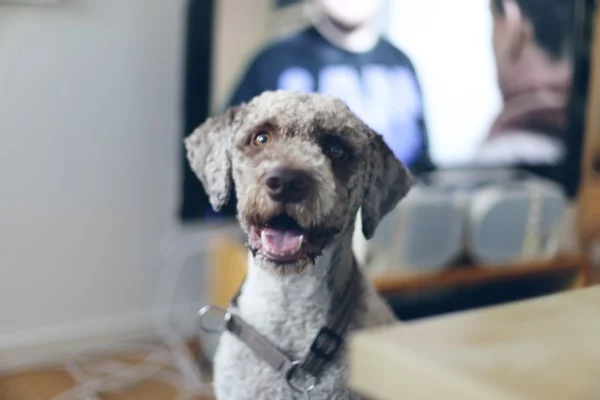 doggy.jpg