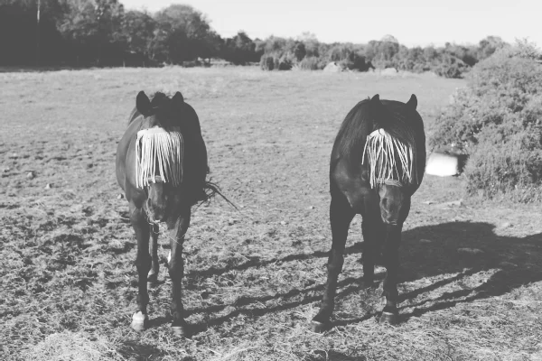 horses.jpg